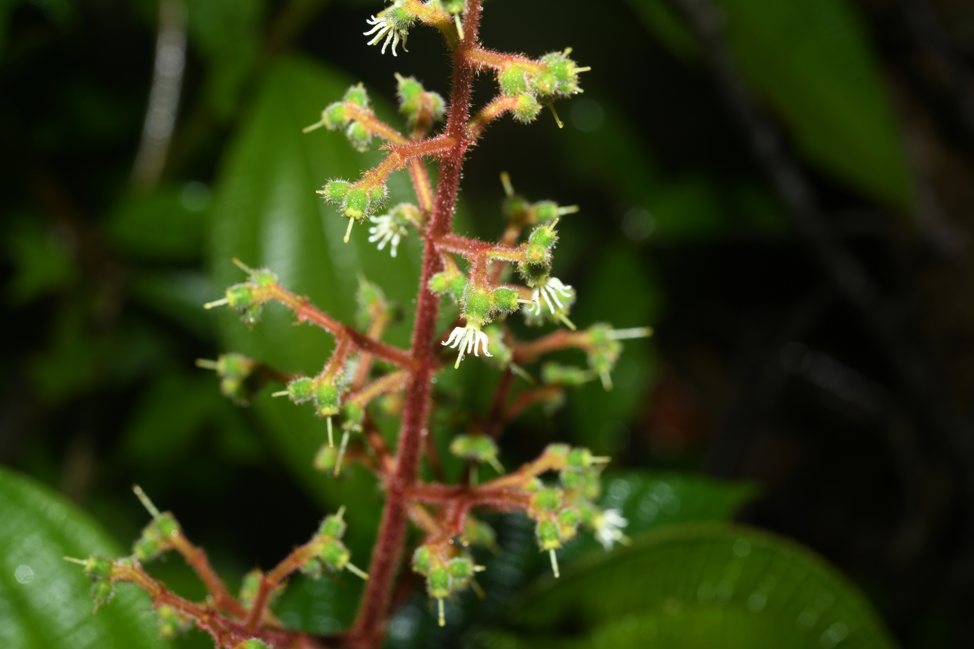 Miconia asperiuscula (DC.) R.Goldenb. - Photo Bivouac Naturaliste