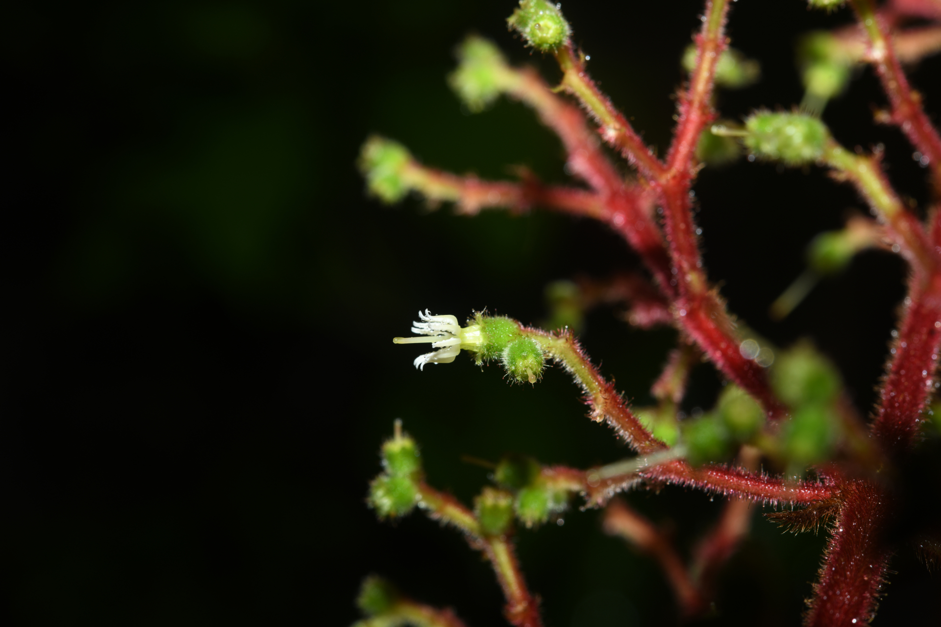 Miconia asperiuscula (DC.) R.Goldenb. - Photo Bivouac Naturaliste