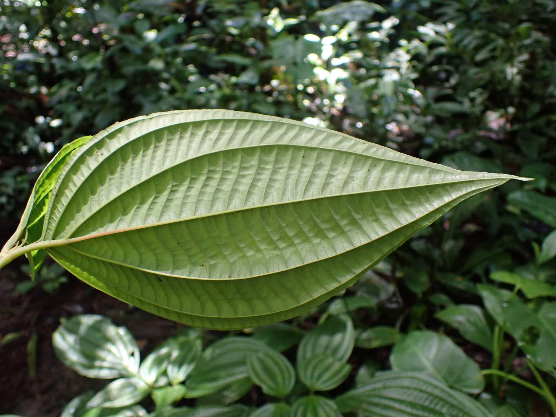 Miconia trichocalyx (Pittier) Michelang. & Judd - Photo Bivouac Naturaliste