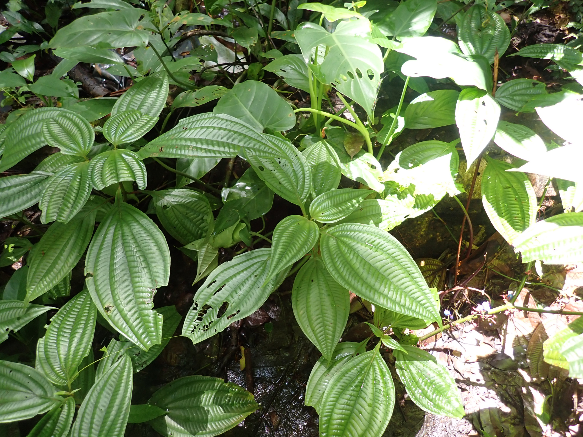 Miconia trichocalyx (Pittier) Michelang. & Judd - Photo Bivouac Naturaliste