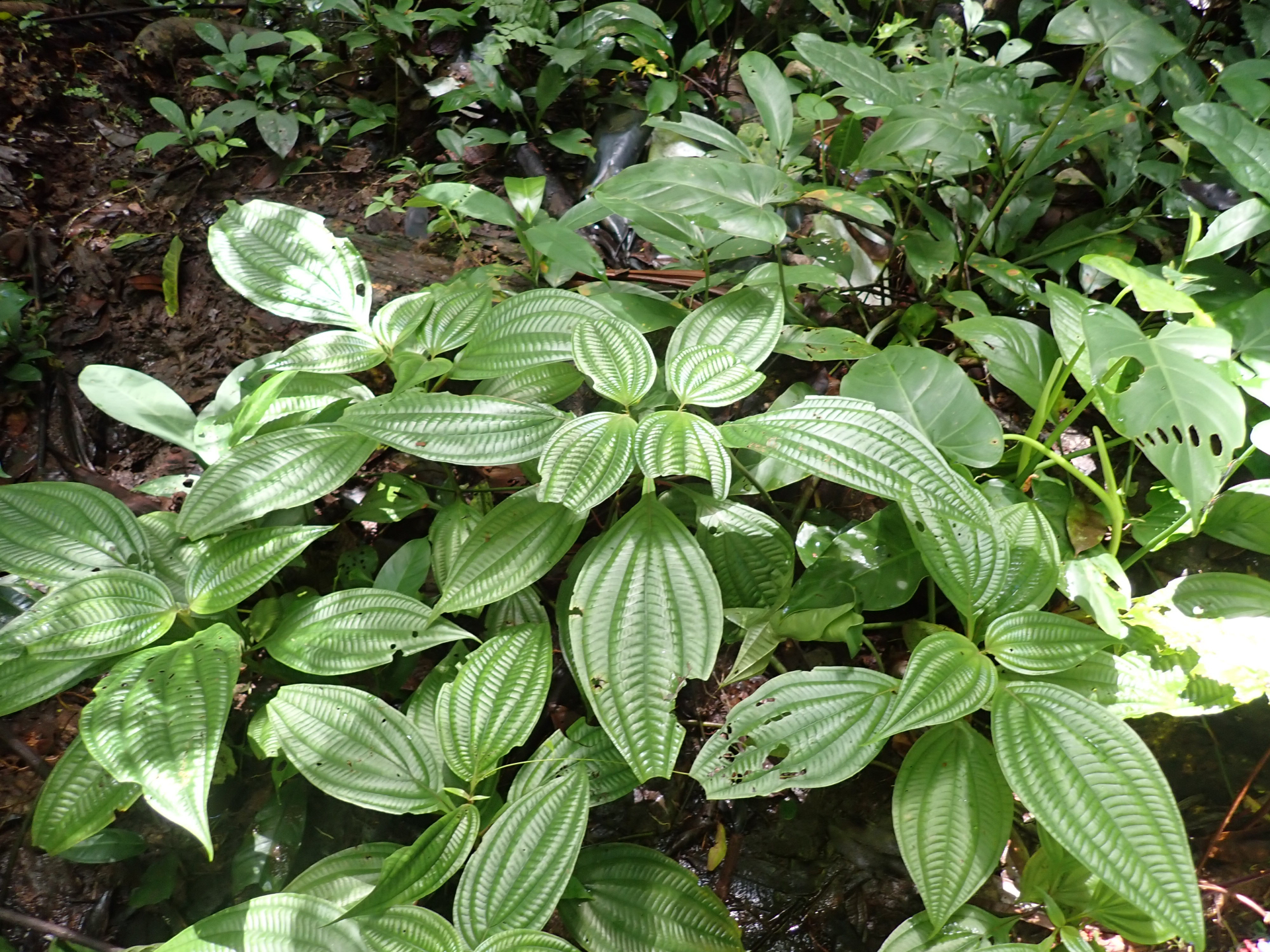 Miconia trichocalyx (Pittier) Michelang. & Judd - Photo Bivouac Naturaliste