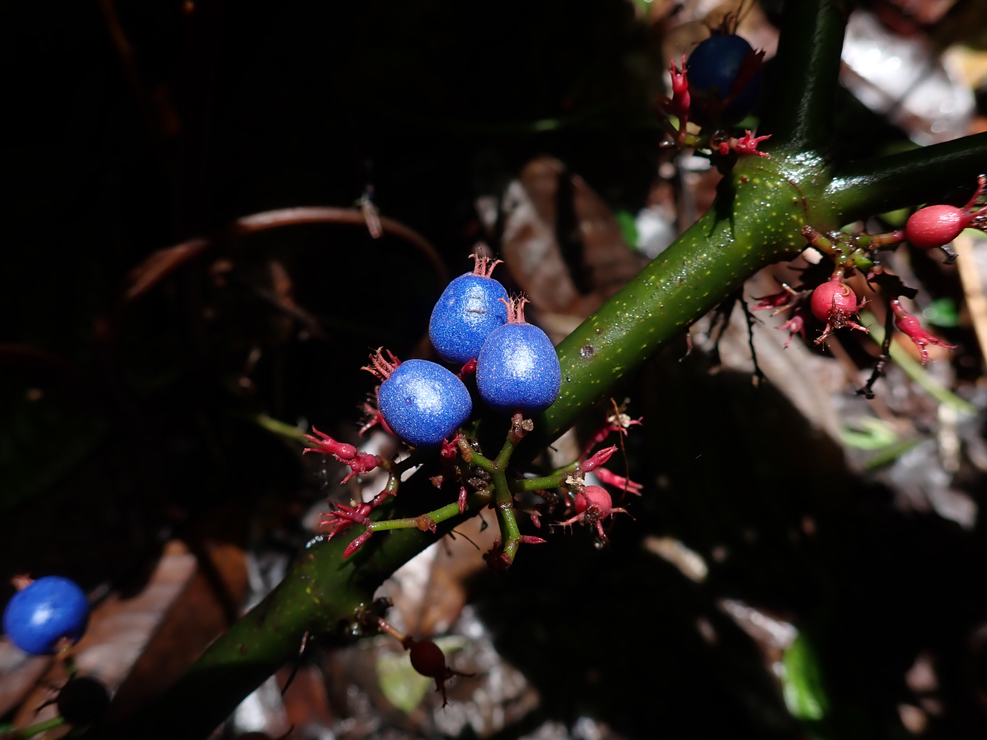 Miconia trichocalyx (Pittier) Michelang. & Judd - Photo Bivouac Naturaliste