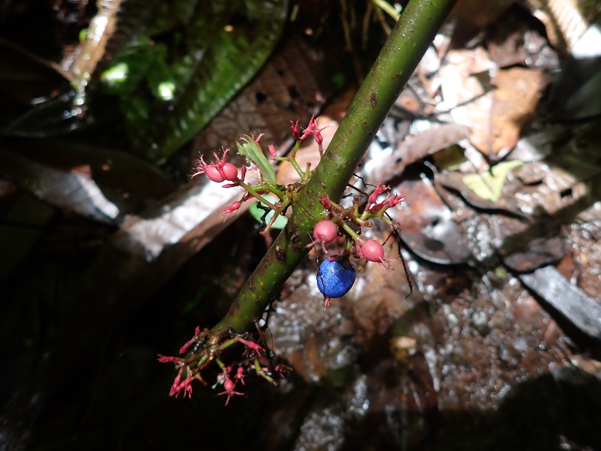 Miconia trichocalyx (Pittier) Michelang. & Judd - Photo Bivouac Naturaliste