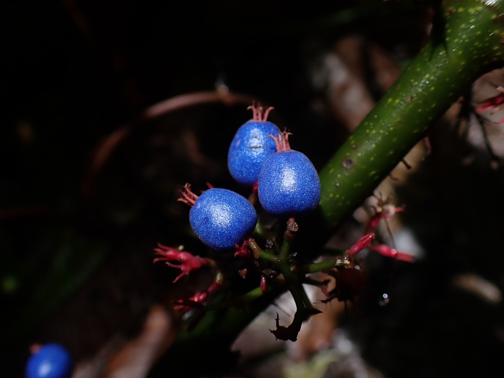 Miconia trichocalyx (Pittier) Michelang. & Judd - Photo Bivouac Naturaliste