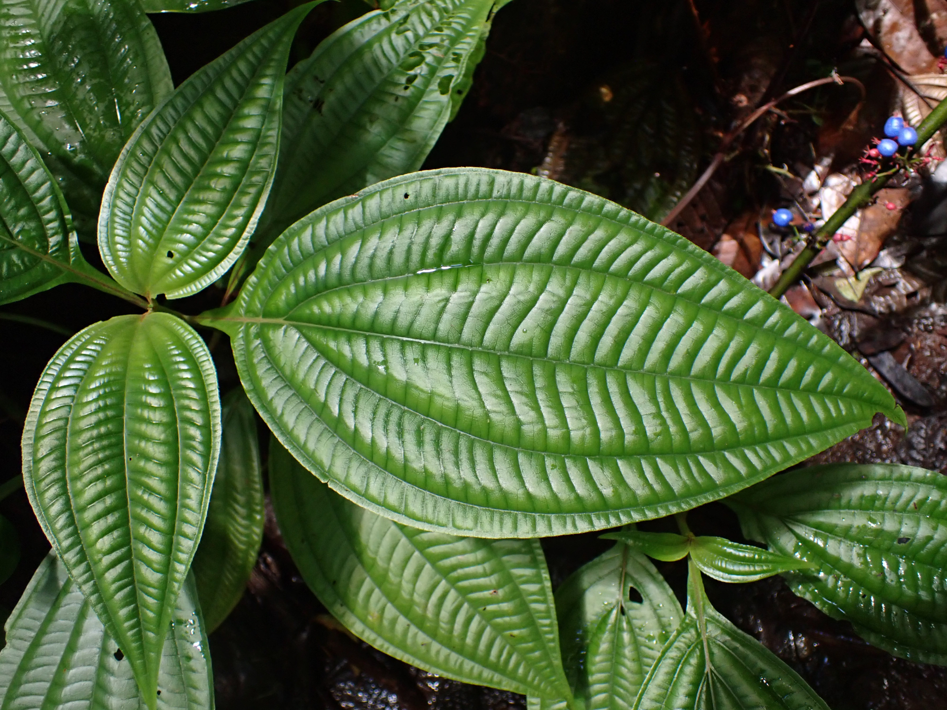 Miconia trichocalyx (Pittier) Michelang. & Judd - Photo Bivouac Naturaliste