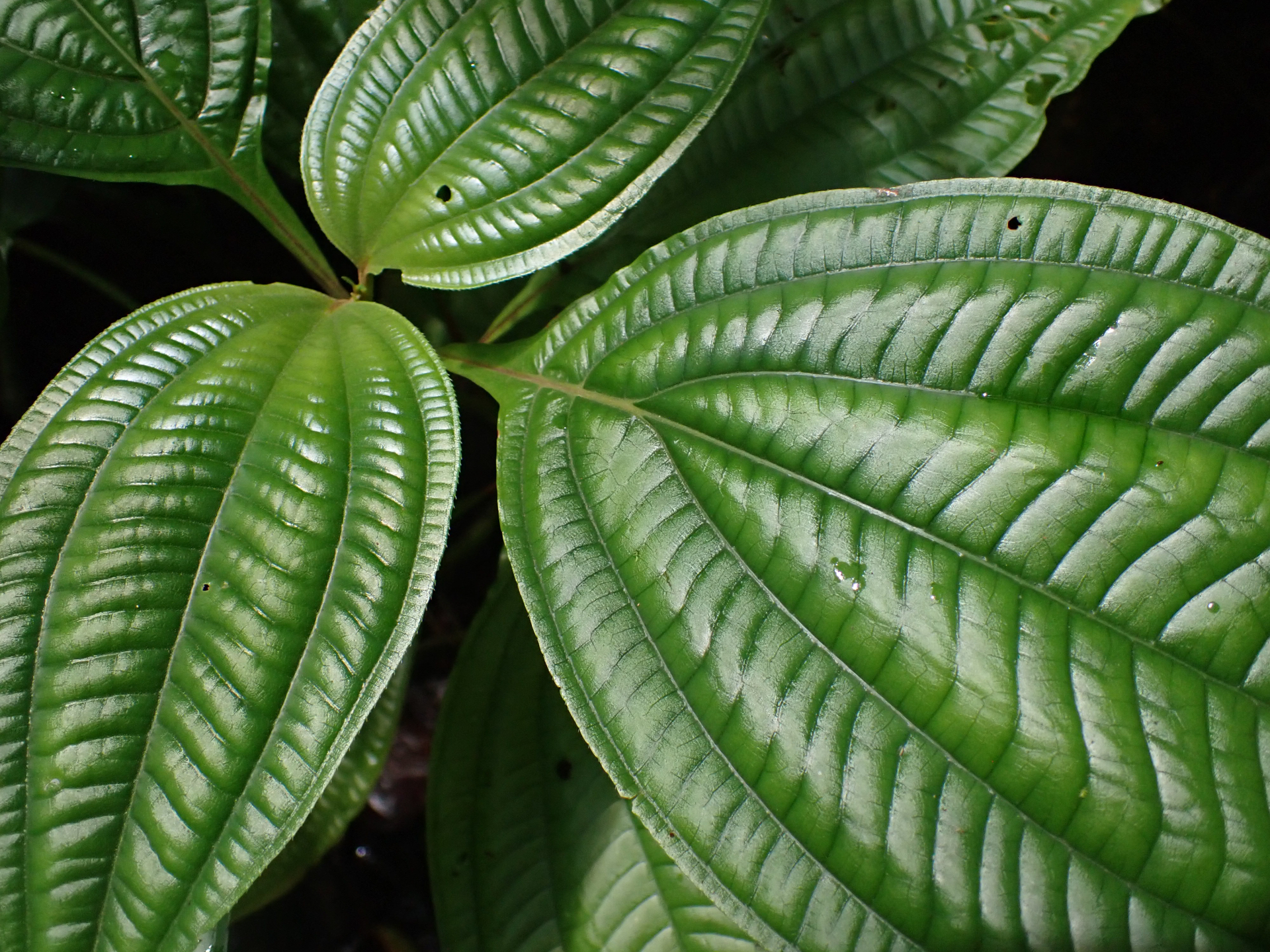 Miconia trichocalyx (Pittier) Michelang. & Judd - Photo Bivouac Naturaliste