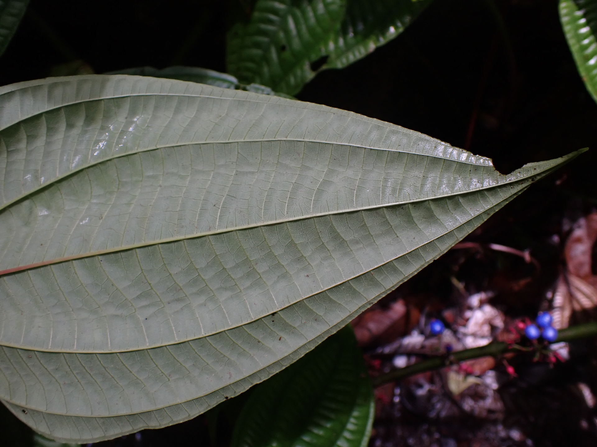 Miconia trichocalyx (Pittier) Michelang. & Judd - Photo Bivouac Naturaliste
