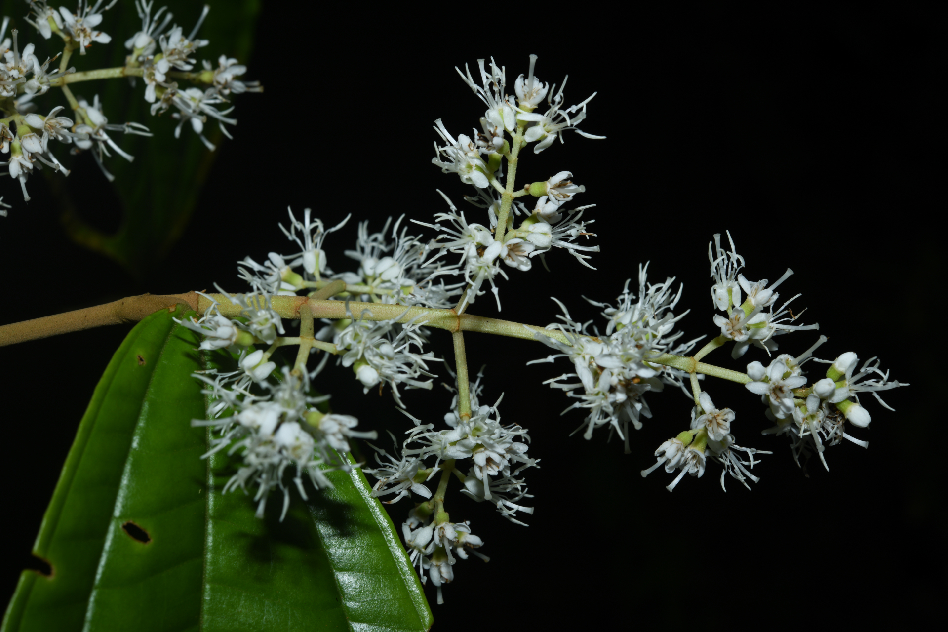 Miconia affinis DC. - Photo Bivouac Naturaliste