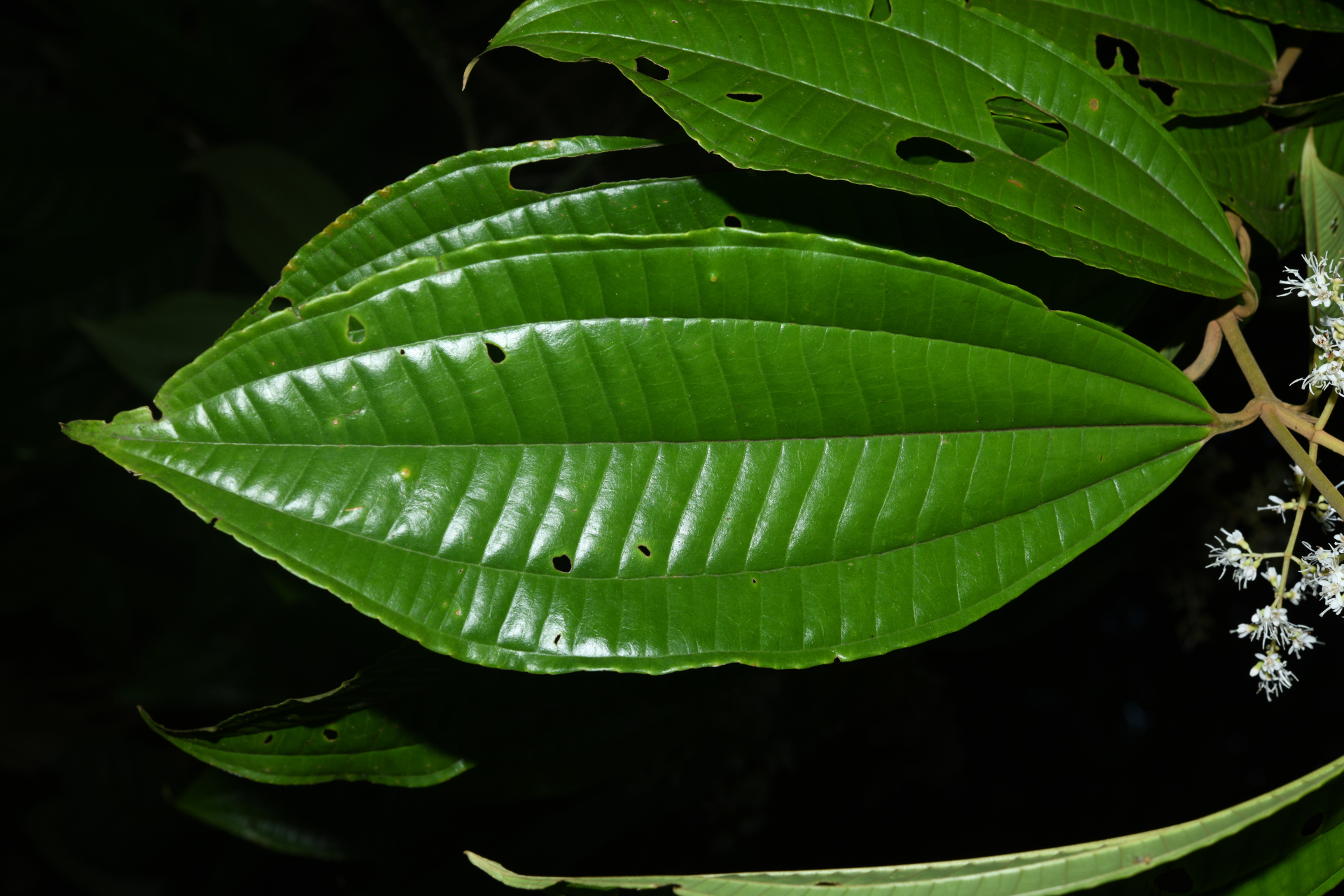 Miconia affinis DC. - Photo Bivouac Naturaliste