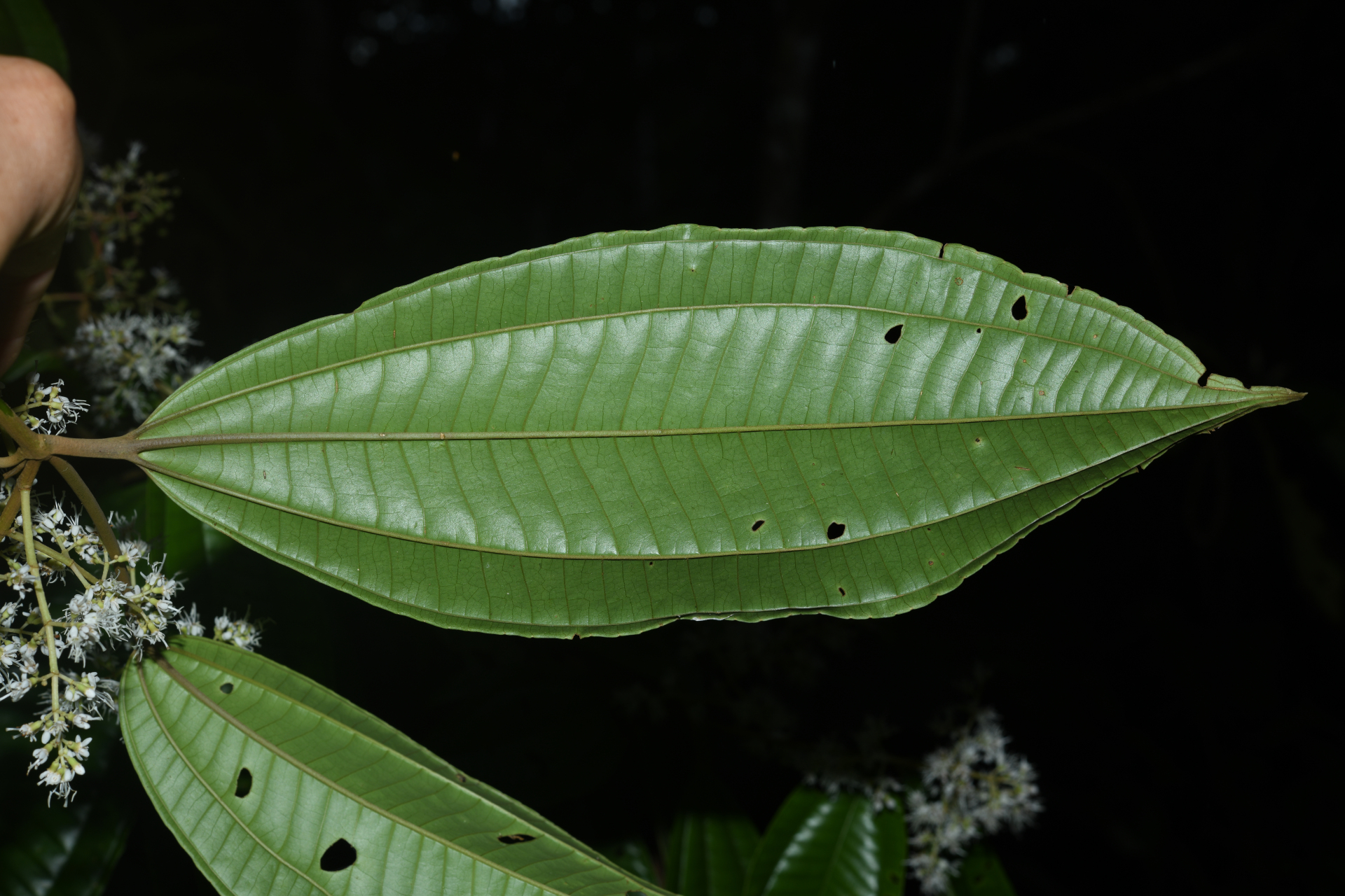 Miconia affinis DC. - Photo Bivouac Naturaliste