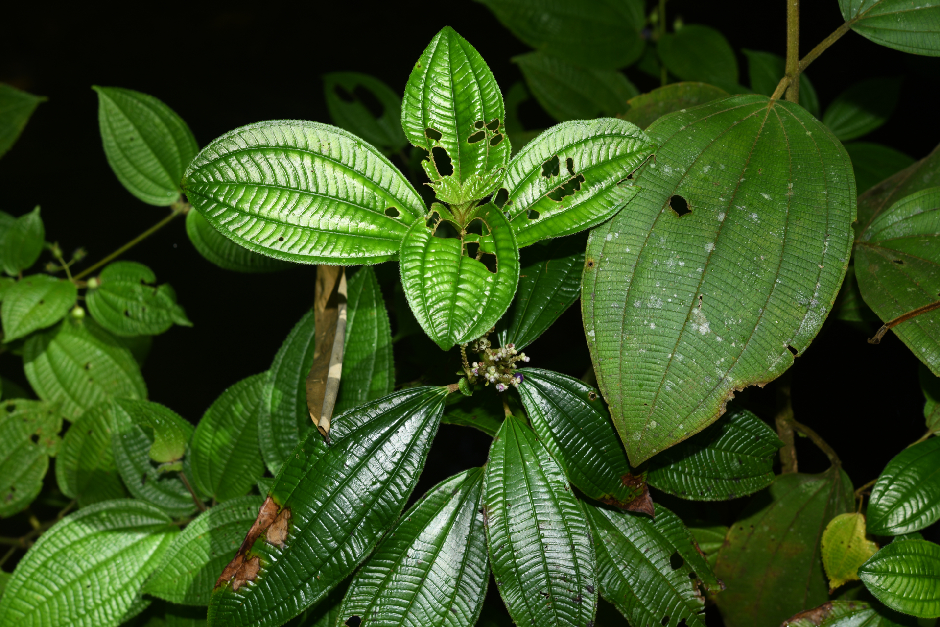 Miconia racemosa (Aubl.) DC. - Photo Bivouac Naturaliste