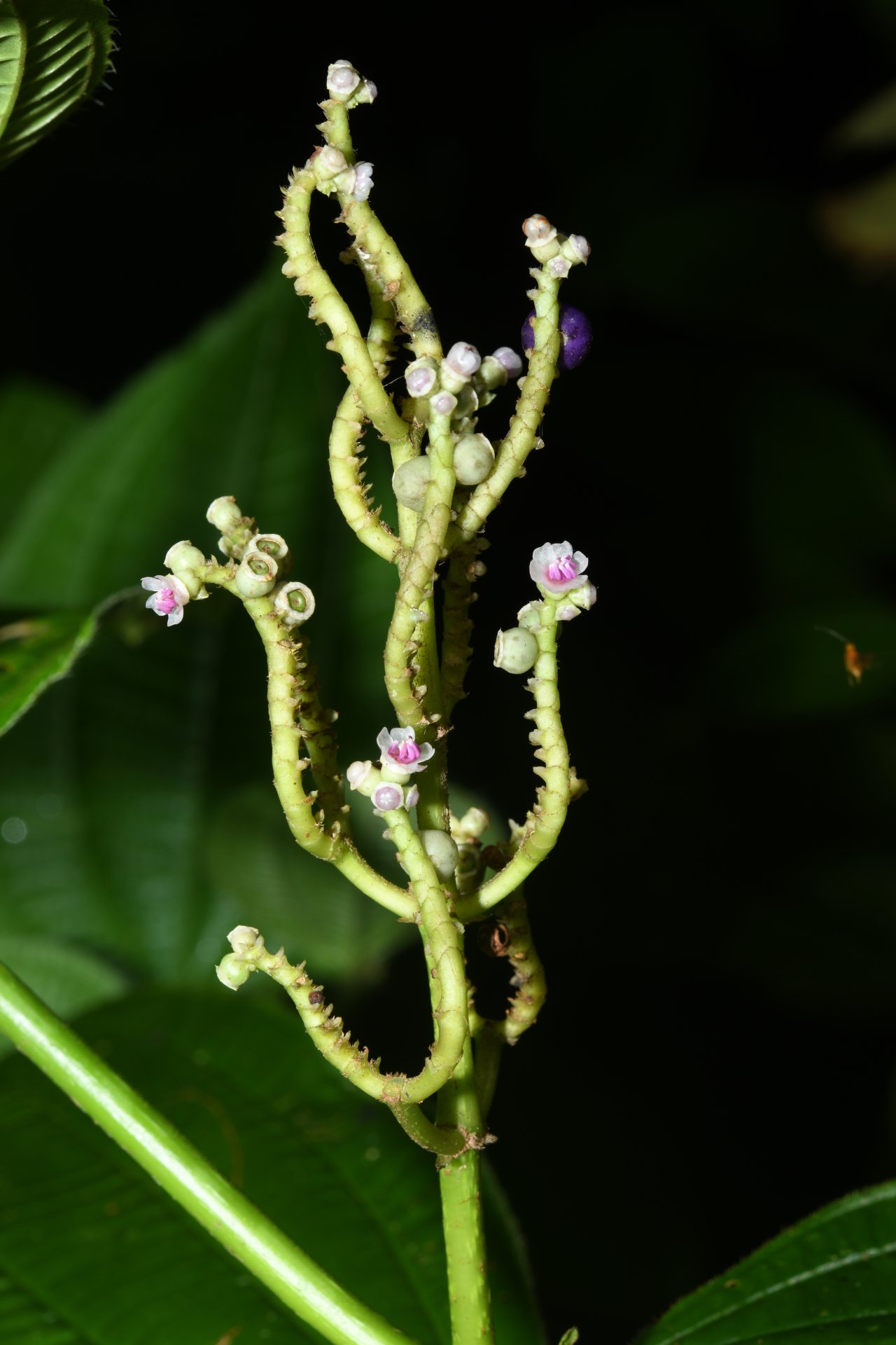 Miconia racemosa (Aubl.) DC. - Photo Bivouac Naturaliste