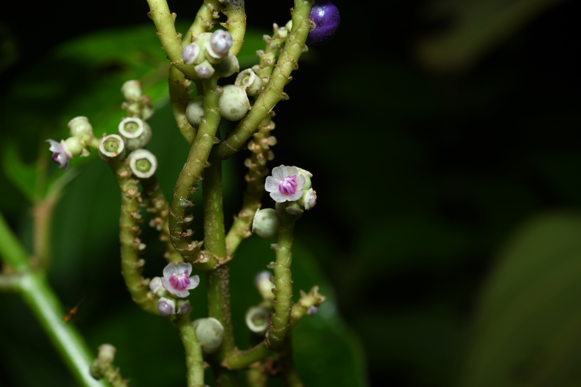 Miconia racemosa (Aubl.) DC. - Photo Bivouac Naturaliste