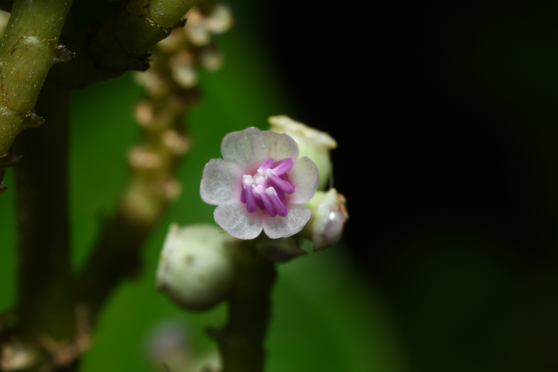 Miconia racemosa (Aubl.) DC. - Photo Bivouac Naturaliste
