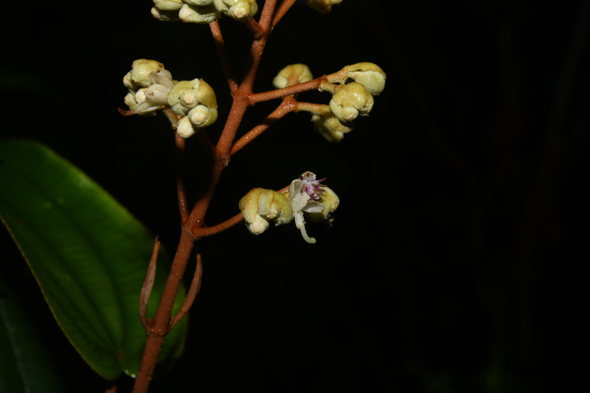 Miconia racemosa (Aubl.) DC. - Photo Bivouac Naturaliste