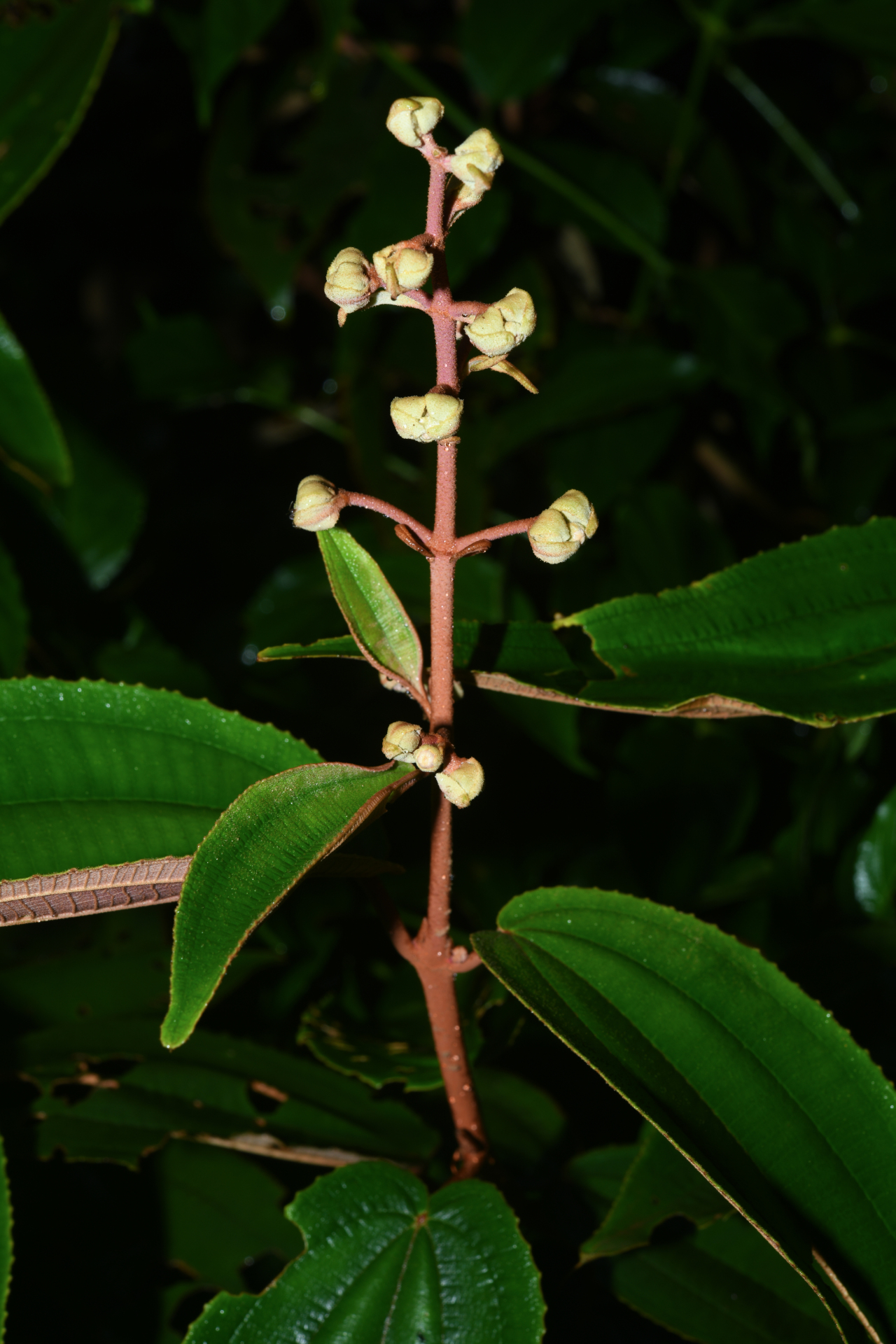 Miconia racemosa (Aubl.) DC. - Photo Bivouac Naturaliste