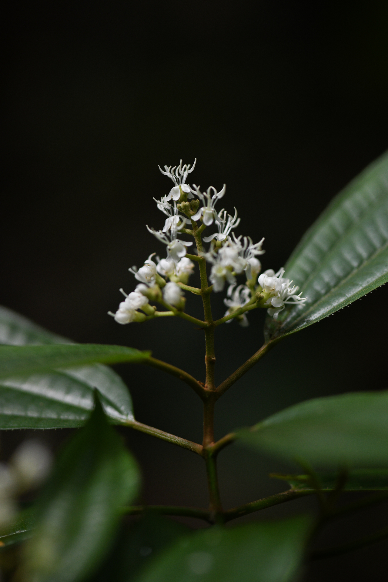 Miconia laevigata (L.) DC. - Photo Bivouac Naturaliste