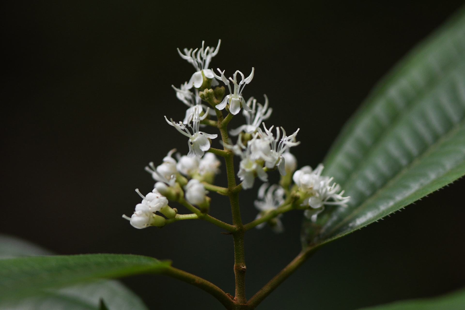 Miconia laevigata (L.) DC. - Photo Bivouac Naturaliste