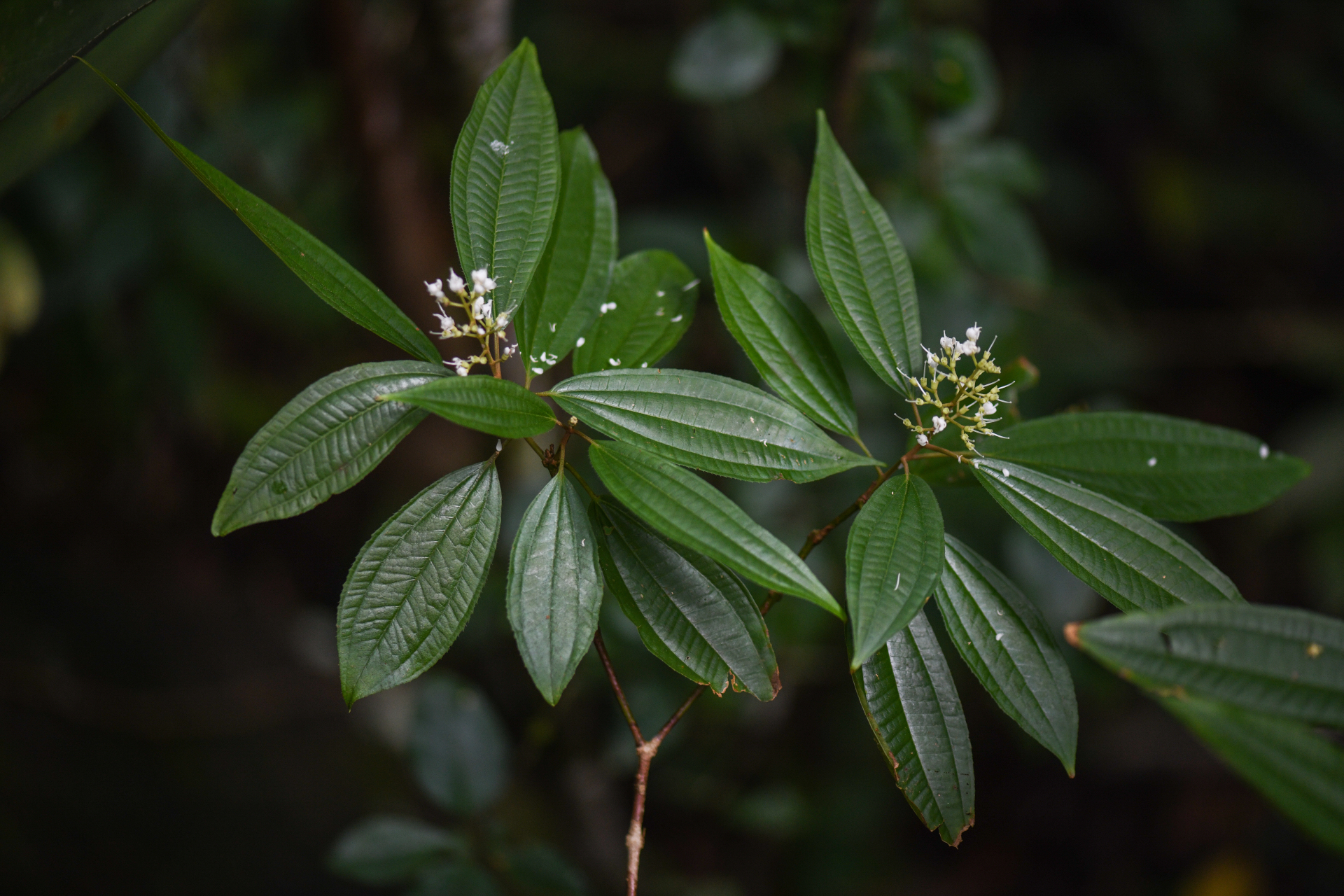 Miconia laevigata (L.) DC. - Photo Bivouac Naturaliste