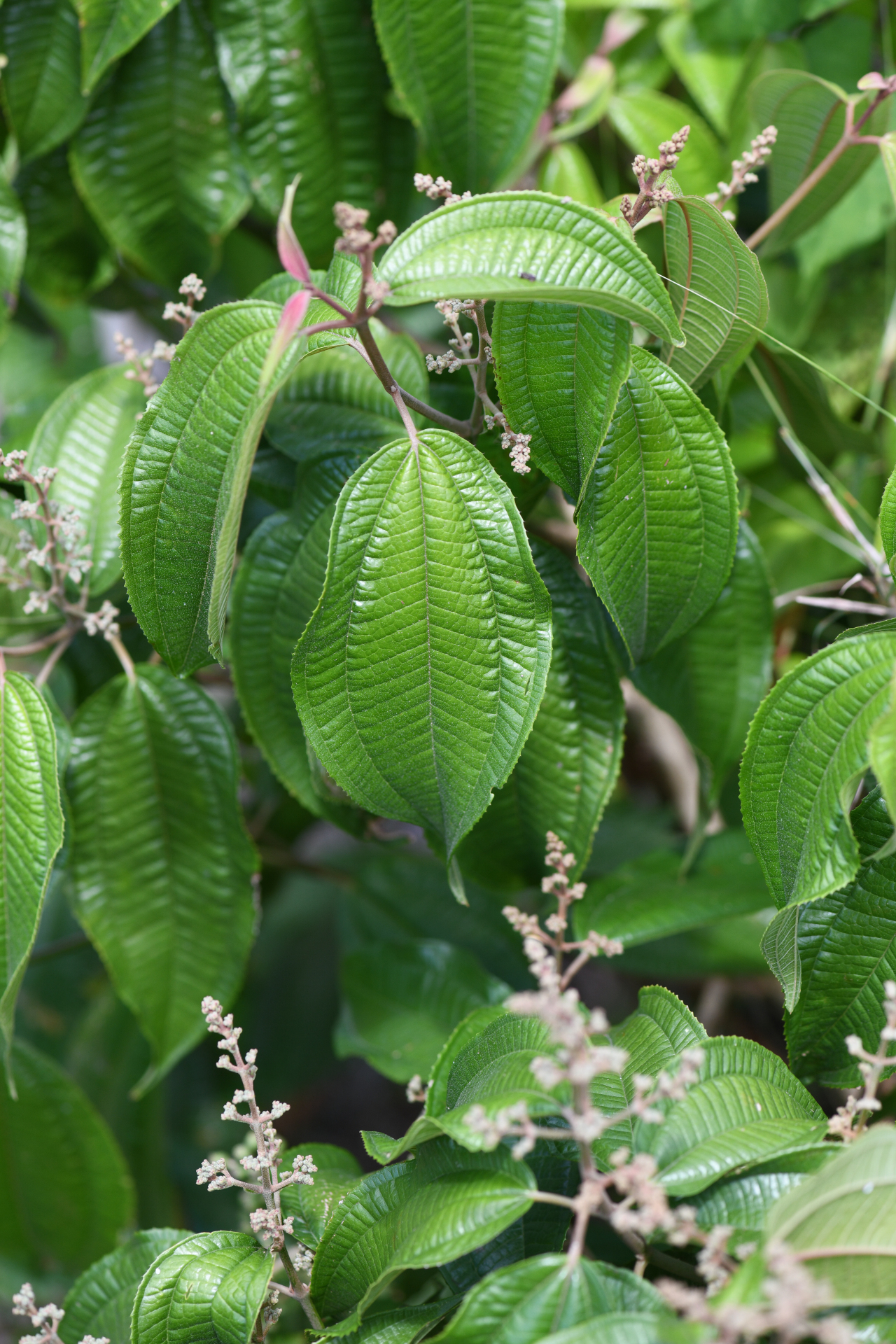 Miconia laevigata (L.) DC. - Photo Bivouac Naturaliste