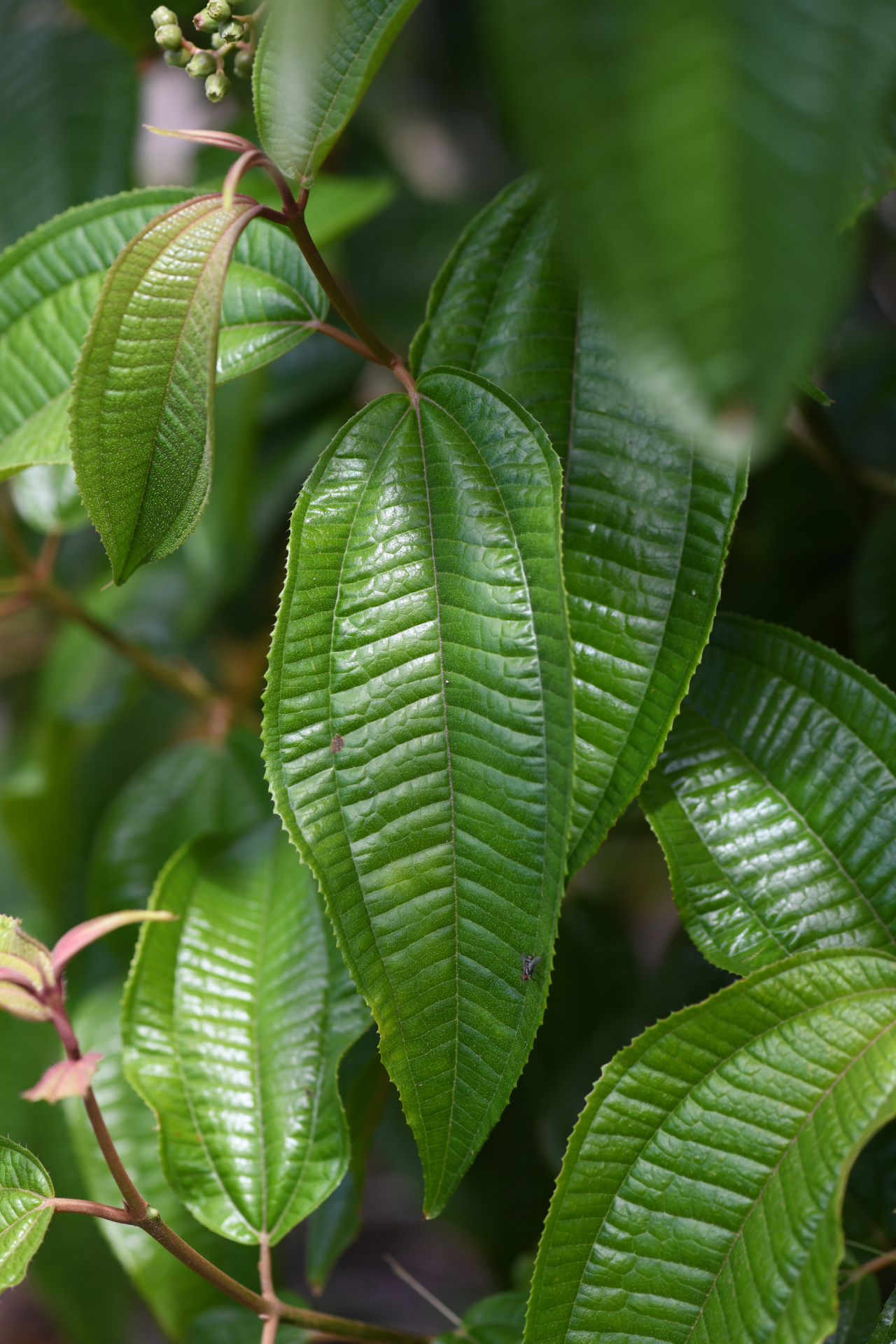 Miconia laevigata (L.) DC. - Photo Bivouac Naturaliste
