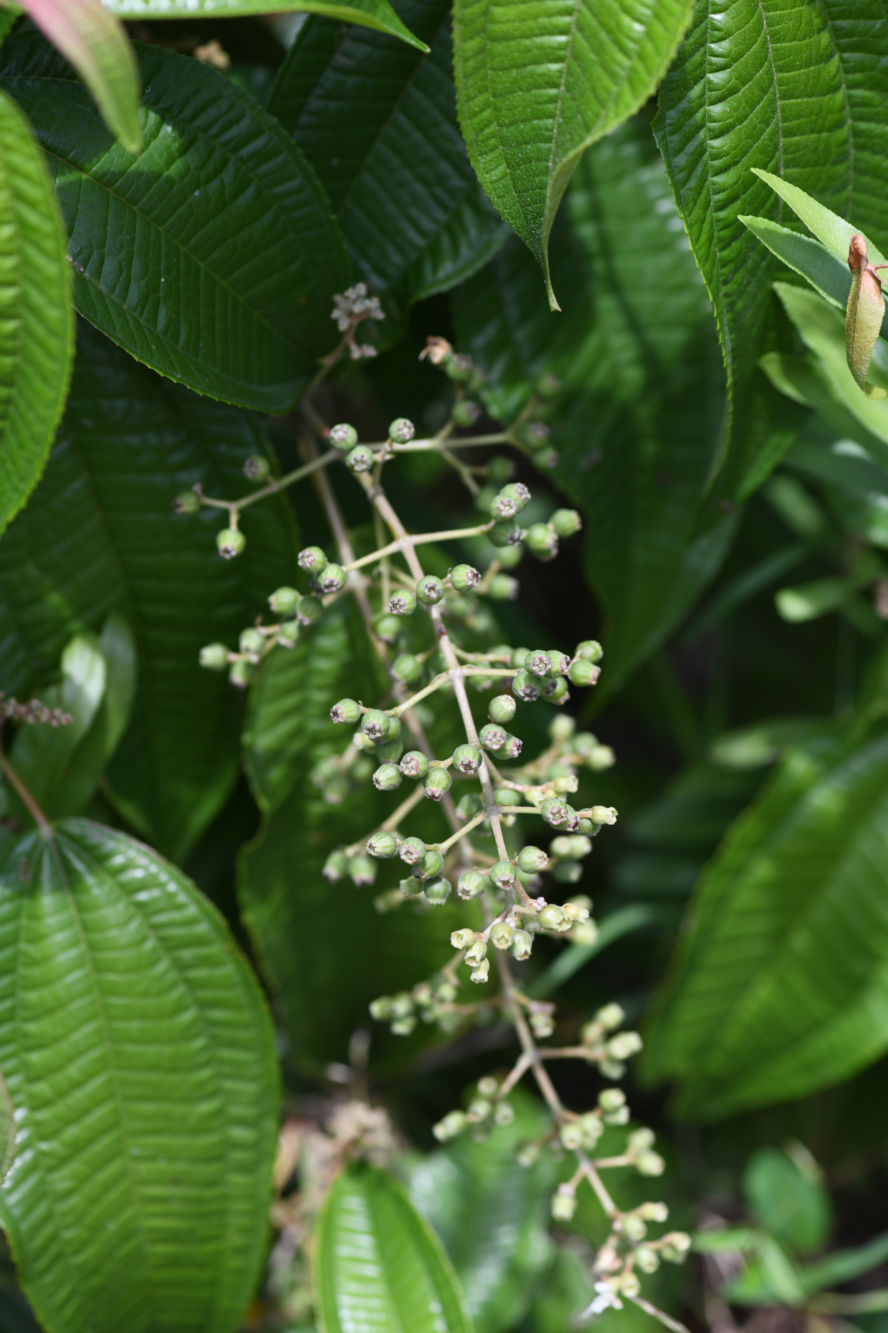 Miconia laevigata (L.) DC. - Photo Bivouac Naturaliste
