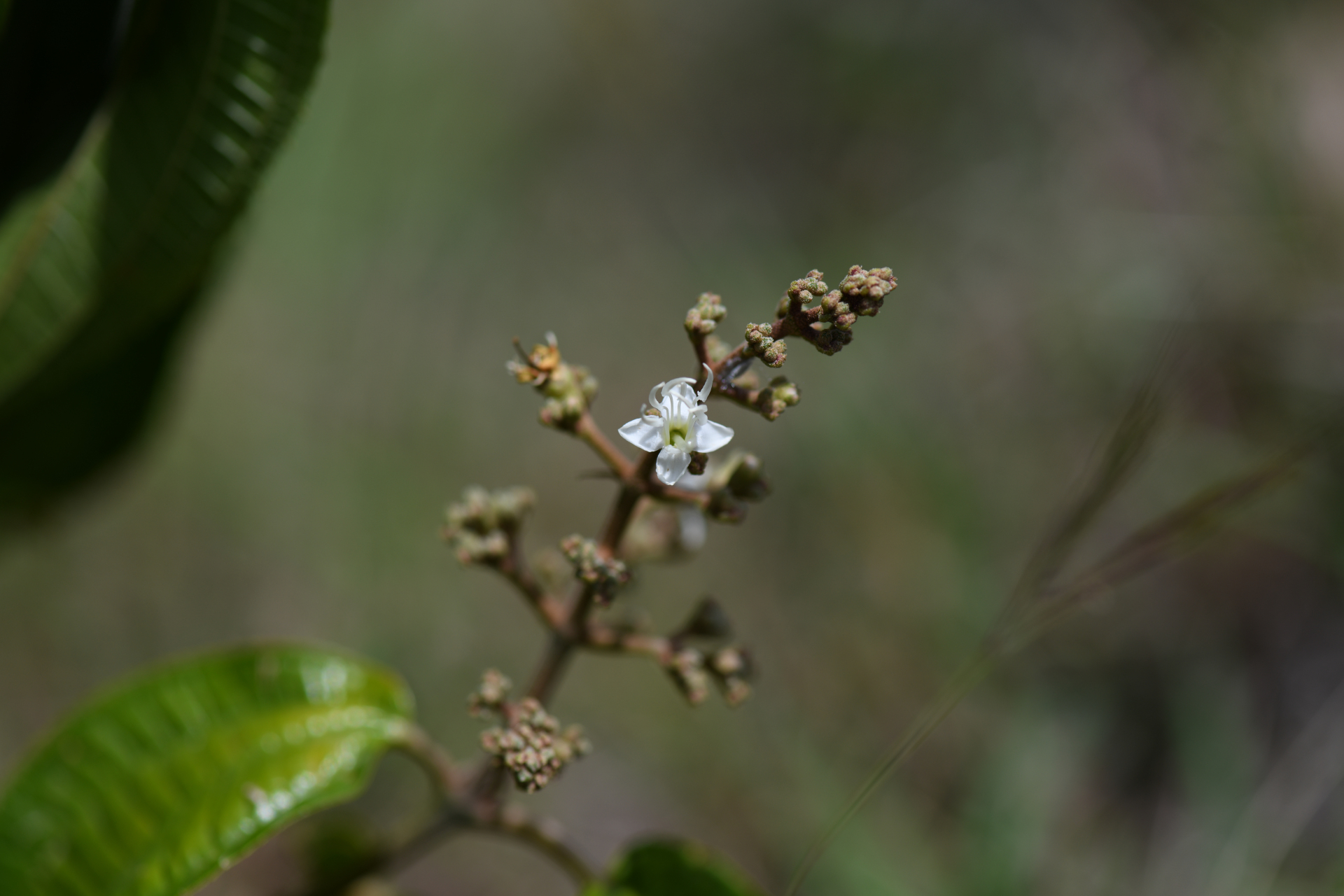 Miconia laevigata (L.) DC. - Photo Bivouac Naturaliste