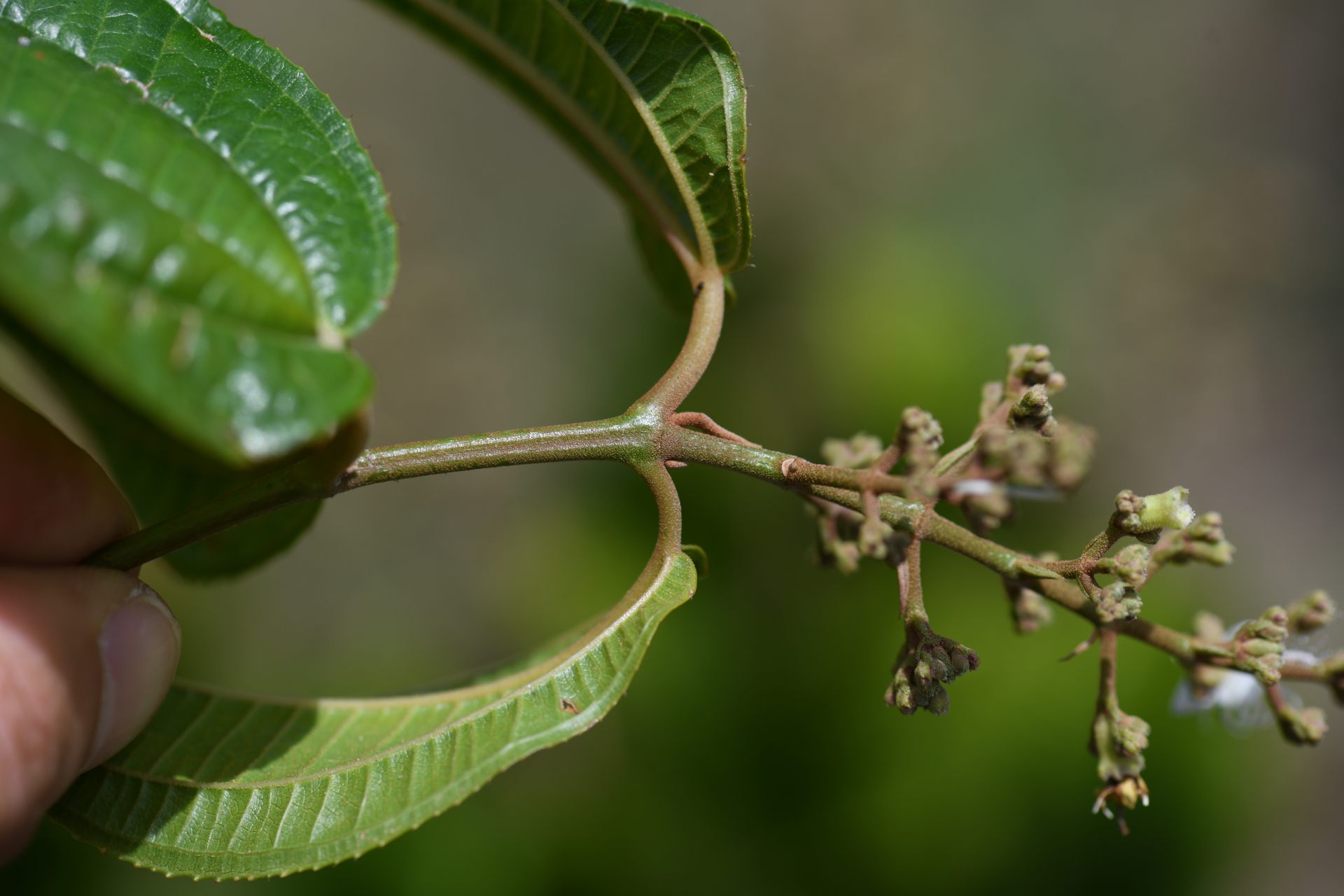 Miconia laevigata (L.) DC. - Photo Bivouac Naturaliste