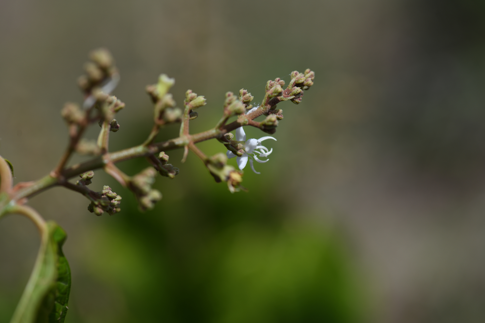Miconia laevigata (L.) DC. - Photo Bivouac Naturaliste