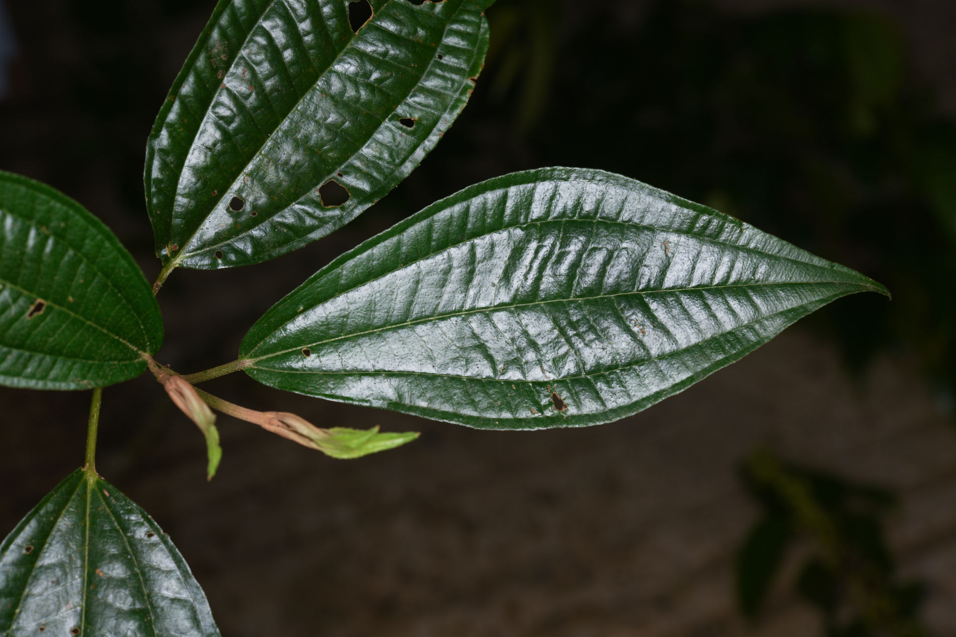 Miconia laevigata (L.) DC. - Photo Bivouac Naturaliste