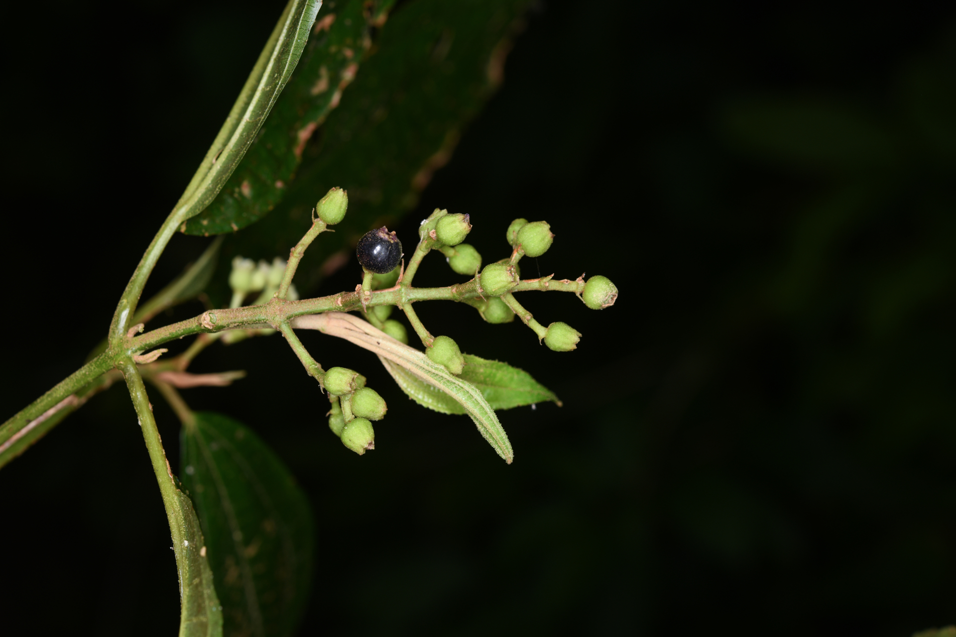 Miconia laevigata (L.) DC. - Photo Bivouac Naturaliste