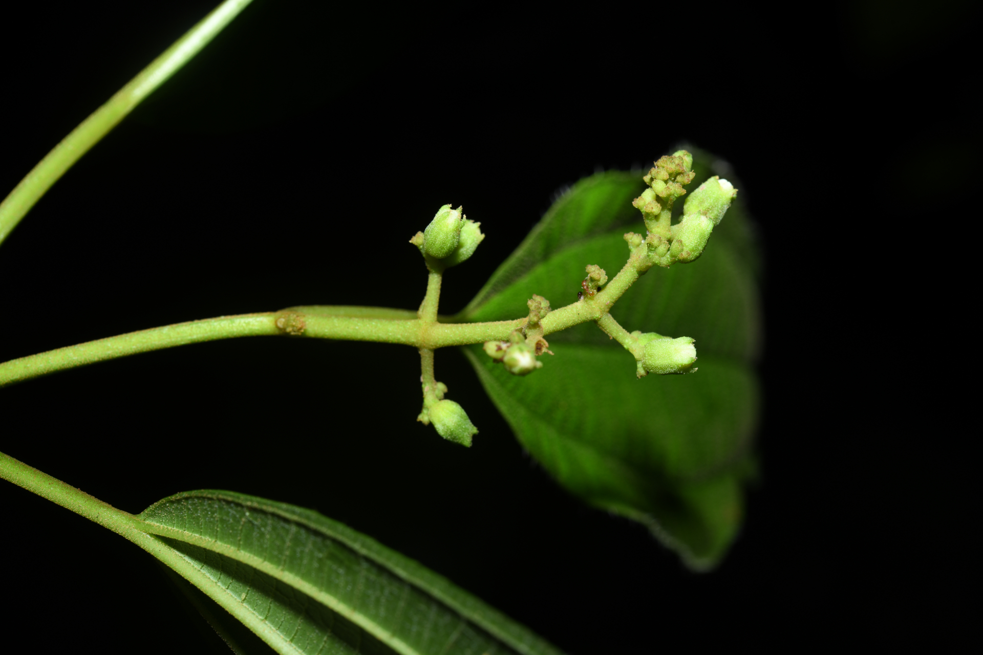Miconia laevigata (L.) DC. - Photo Bivouac Naturaliste