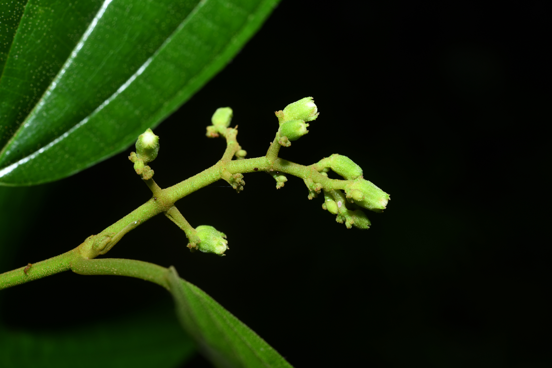 Miconia laevigata (L.) DC. - Photo Bivouac Naturaliste