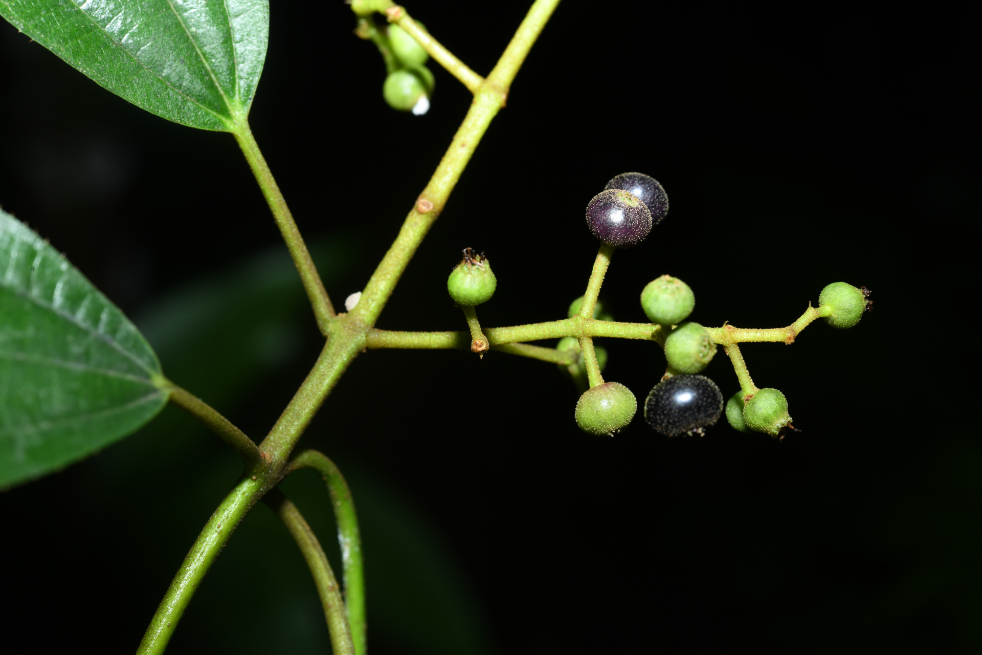 Miconia laevigata (L.) DC. - Photo Bivouac Naturaliste