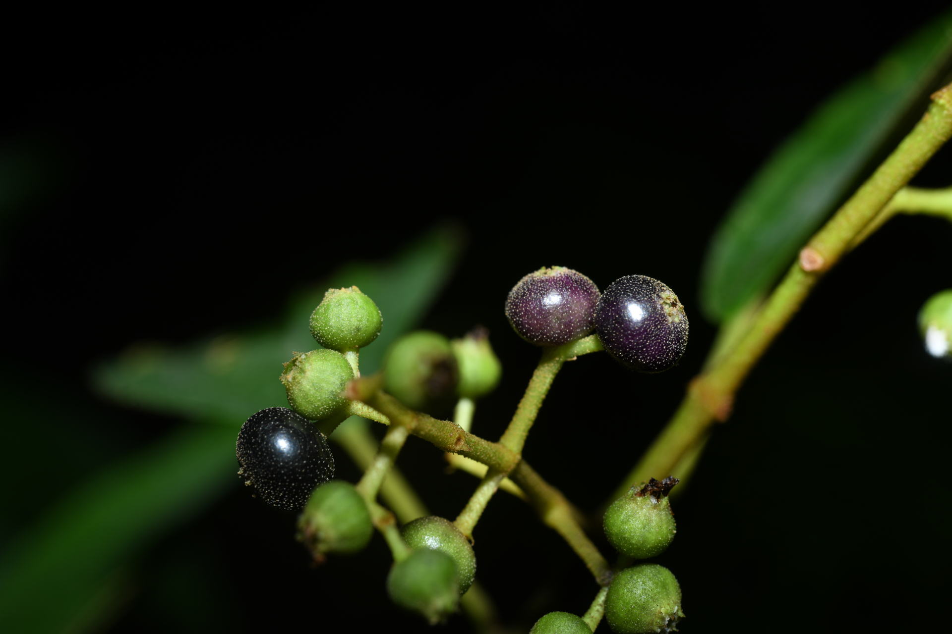 Miconia laevigata (L.) DC. - Photo Bivouac Naturaliste