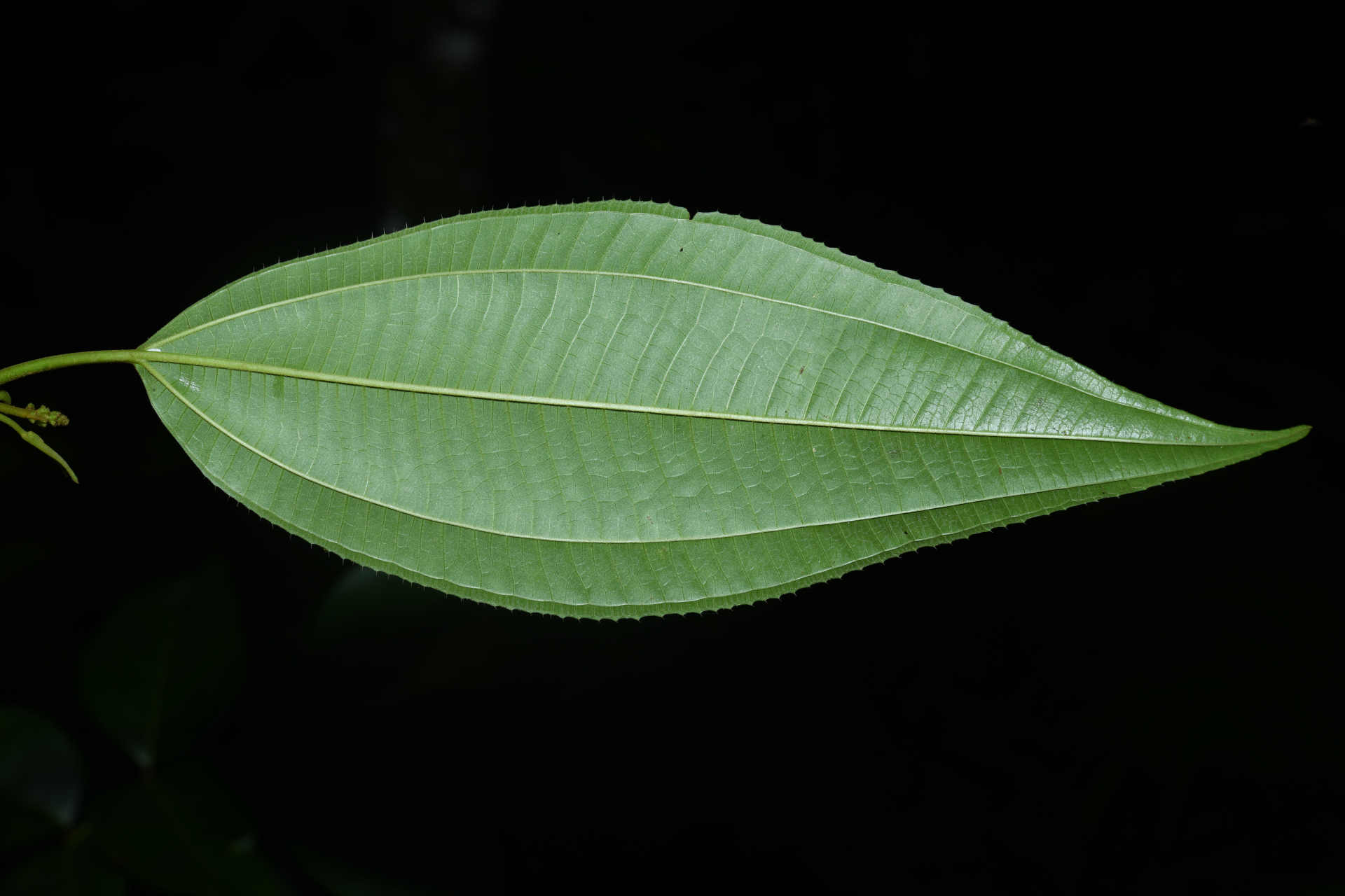Miconia laevigata (L.) DC. - Photo Bivouac Naturaliste