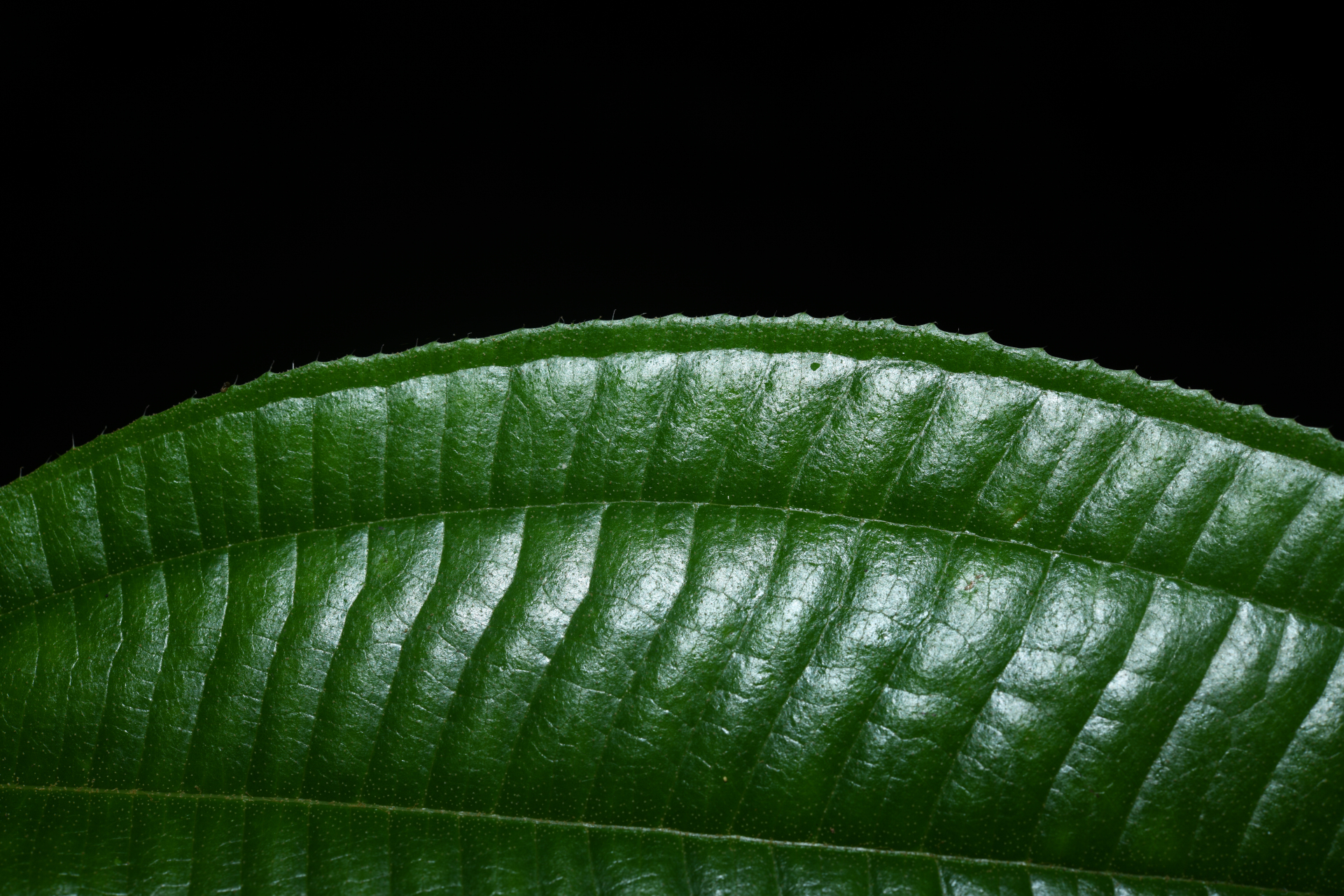 Miconia laevigata (L.) DC. - Photo Bivouac Naturaliste