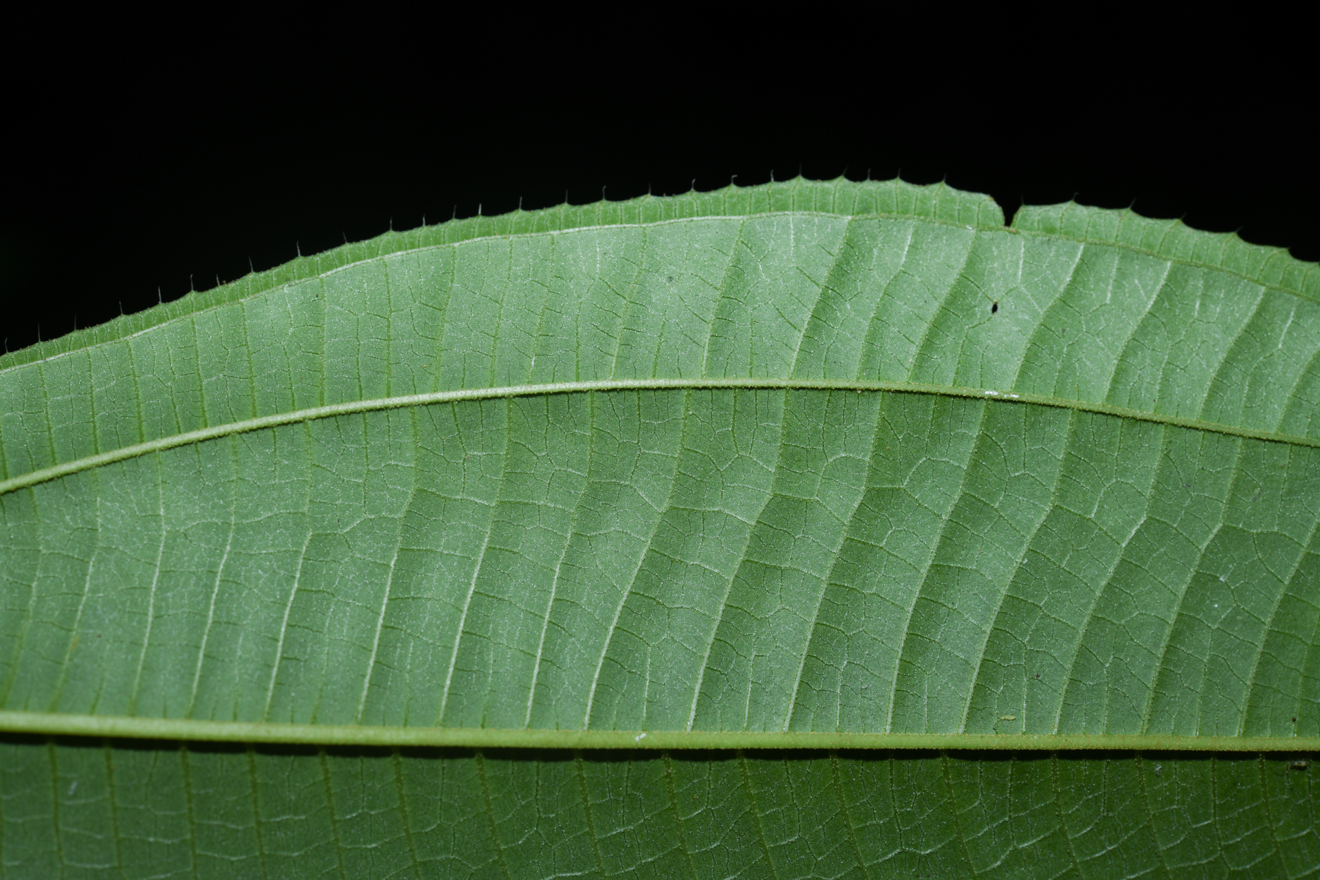 Miconia laevigata (L.) DC. - Photo Bivouac Naturaliste