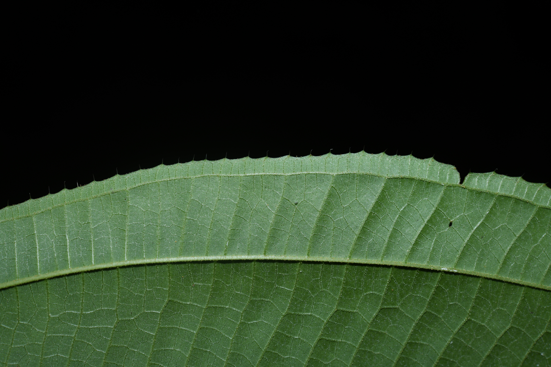 Miconia laevigata (L.) DC. - Photo Bivouac Naturaliste