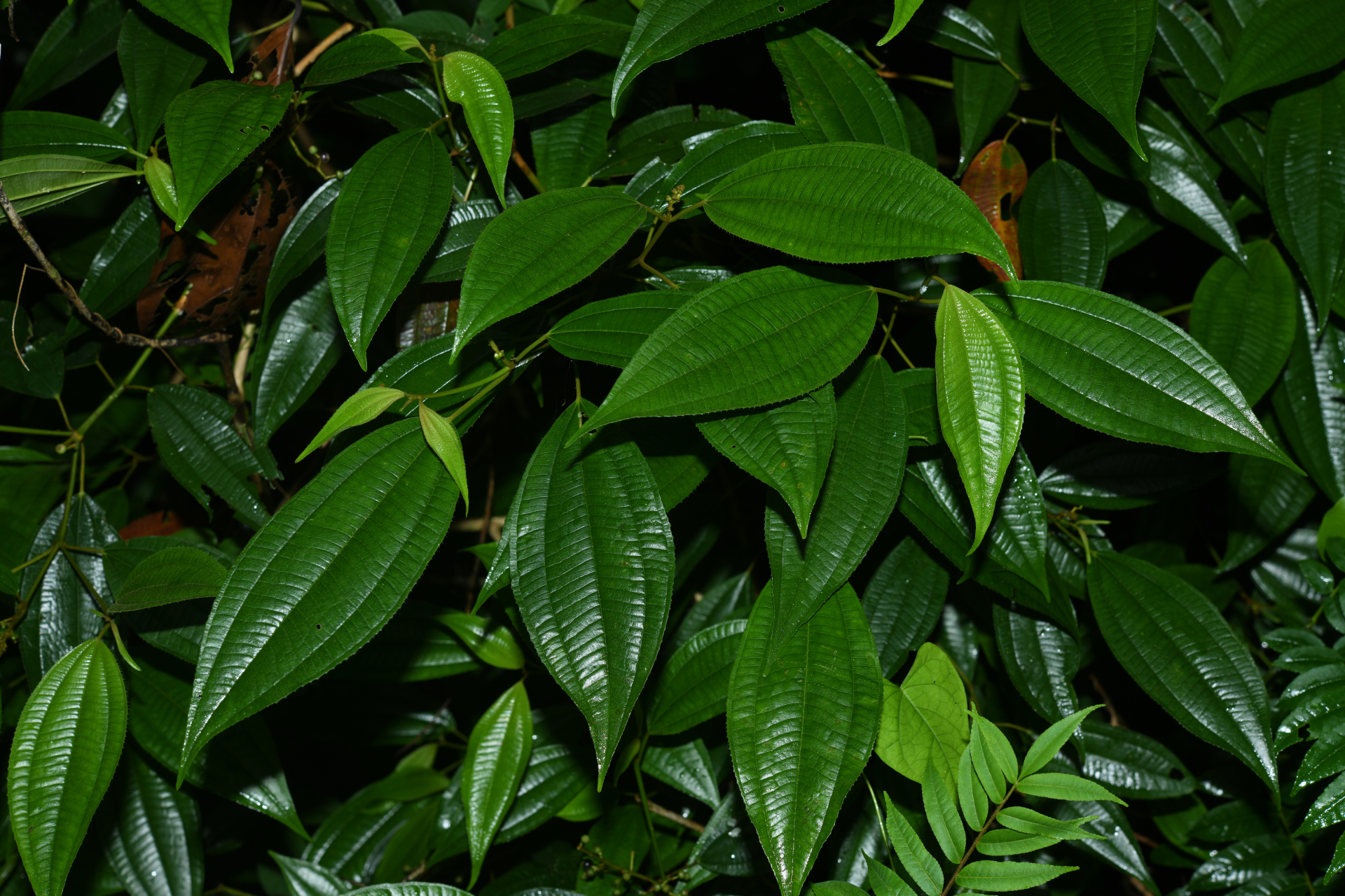 Miconia laevigata (L.) DC. - Photo Bivouac Naturaliste
