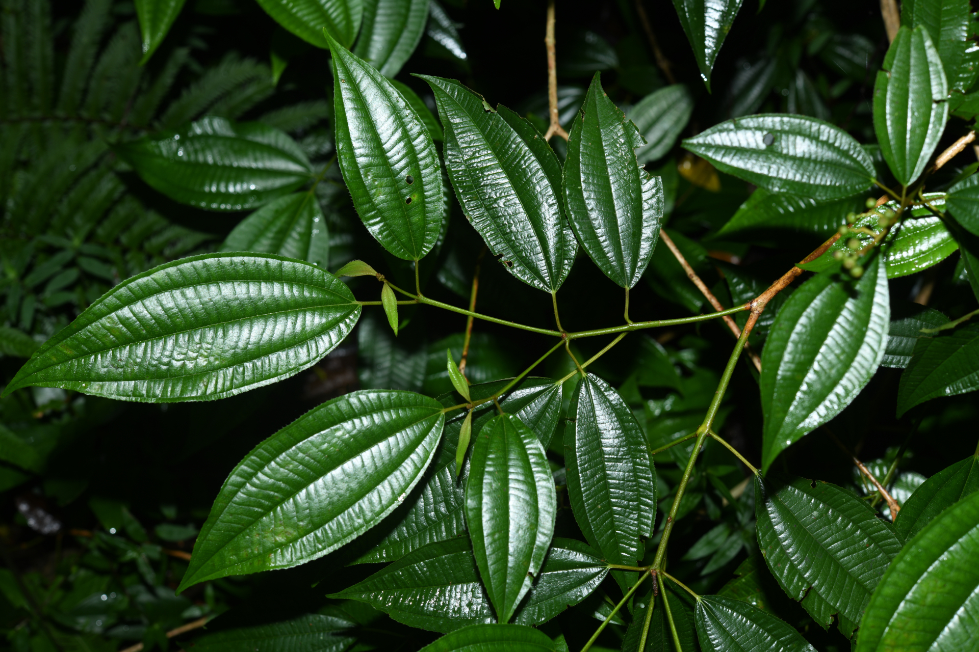 Miconia laevigata (L.) DC. - Photo Bivouac Naturaliste