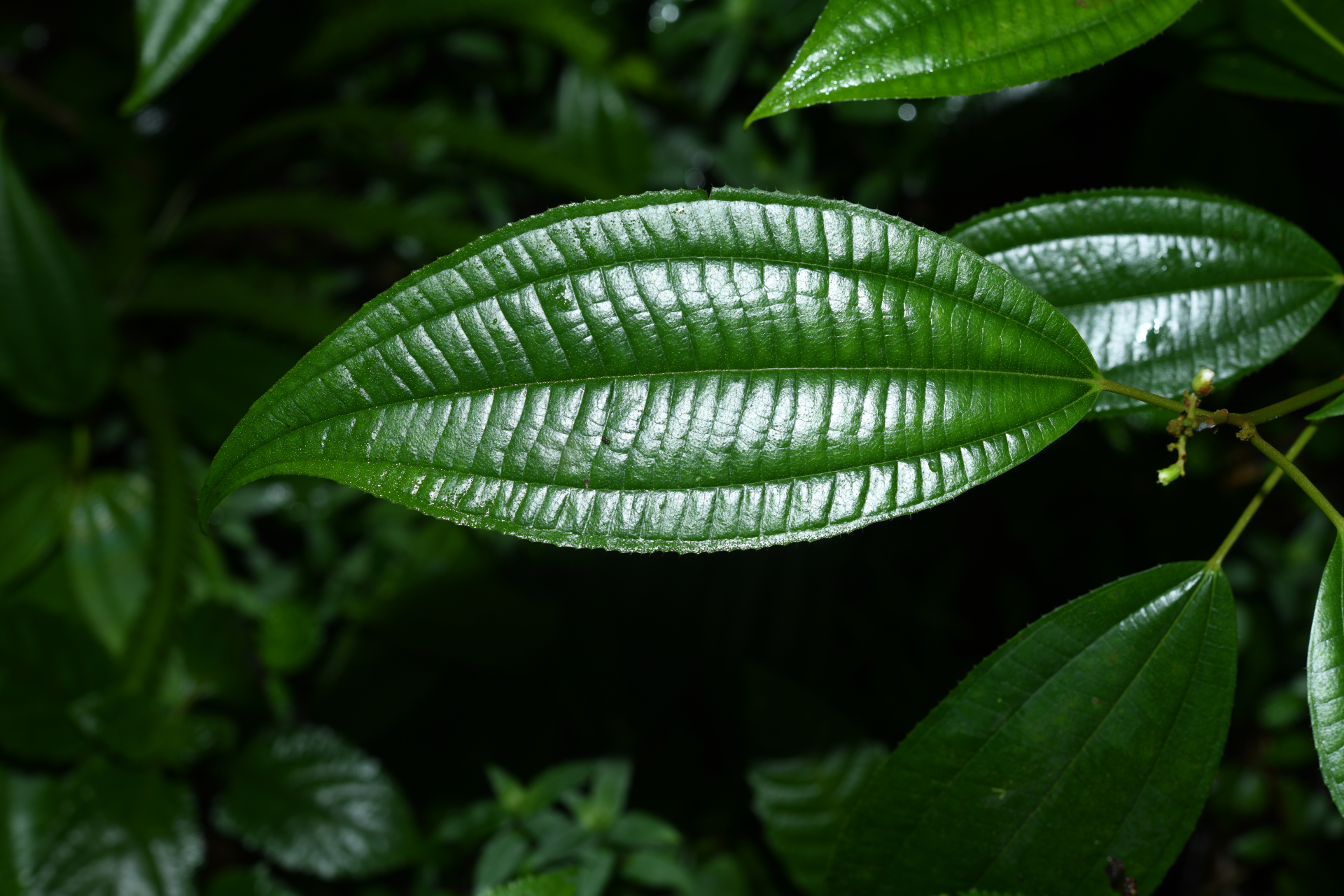 Miconia laevigata (L.) DC. - Photo Bivouac Naturaliste