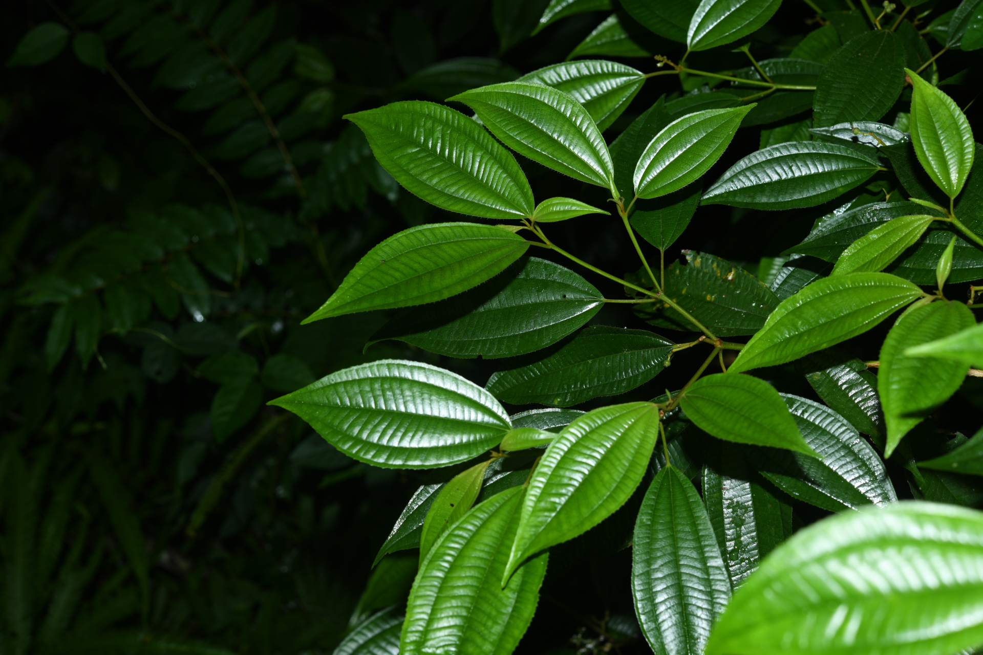 Miconia laevigata (L.) DC. - Photo Bivouac Naturaliste
