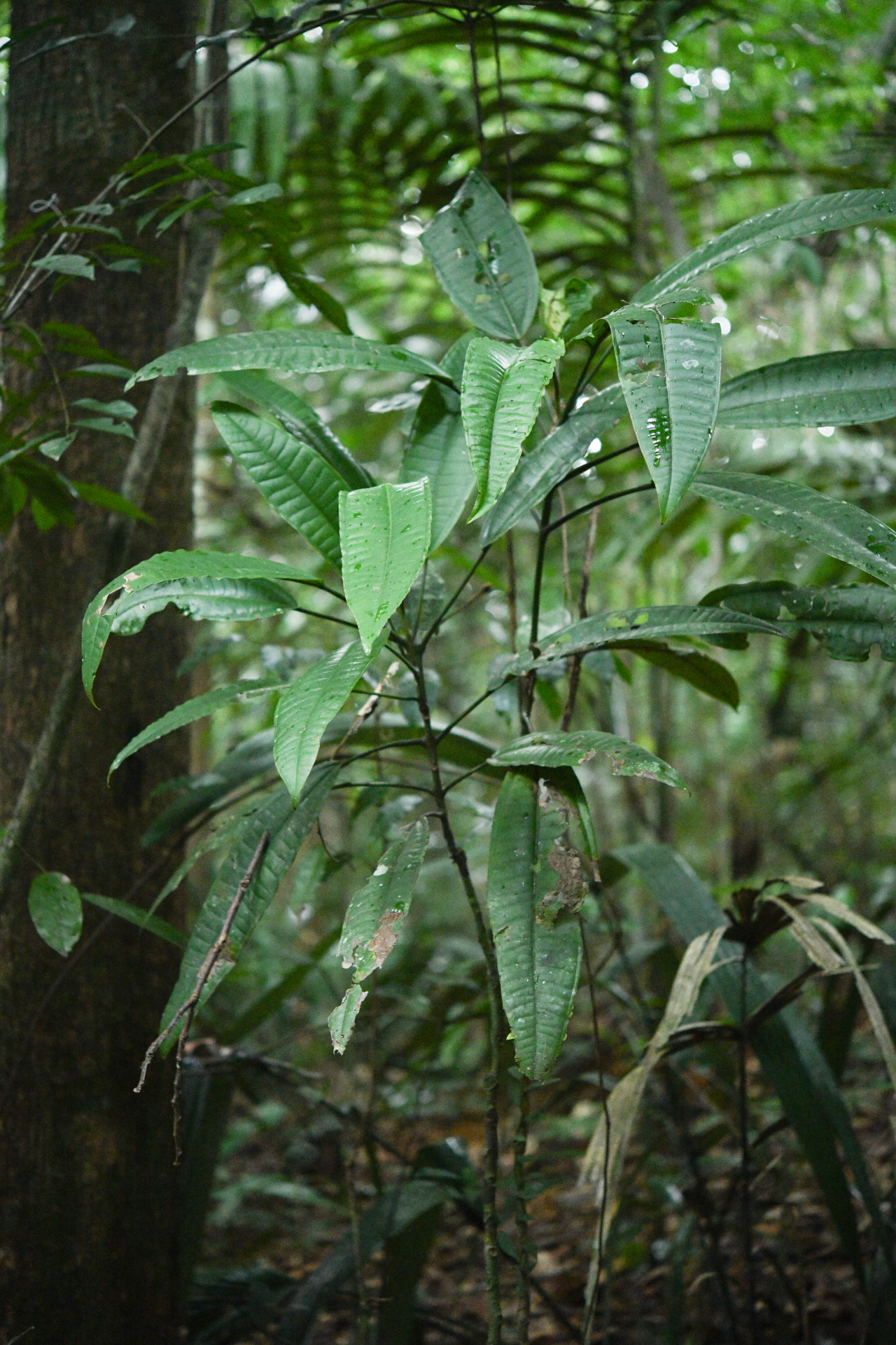 Miconia cacatin (Aubl.) S.S.Renner - Photo Bivouac Naturaliste