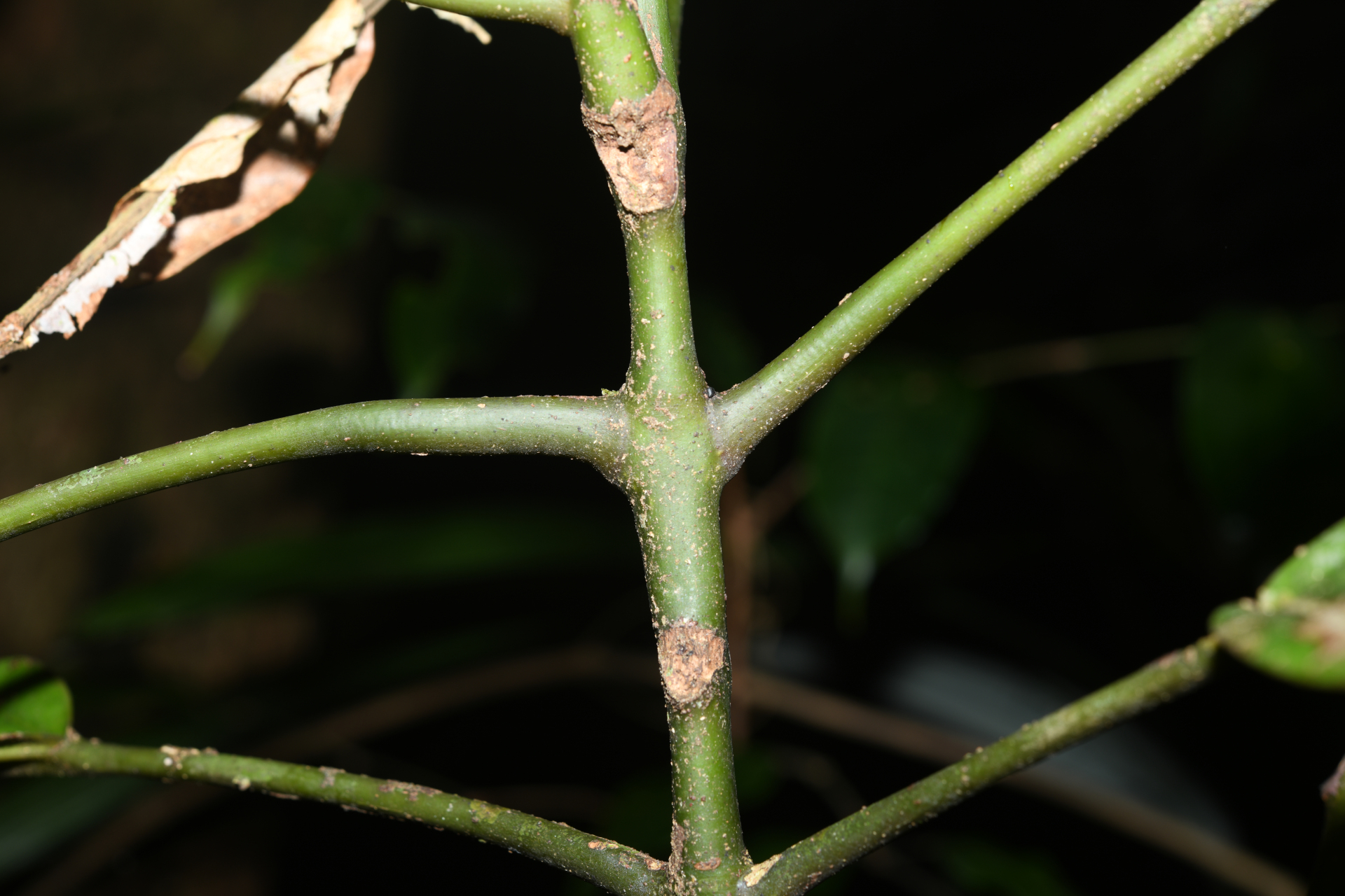 Miconia cacatin (Aubl.) S.S.Renner - Photo Bivouac Naturaliste