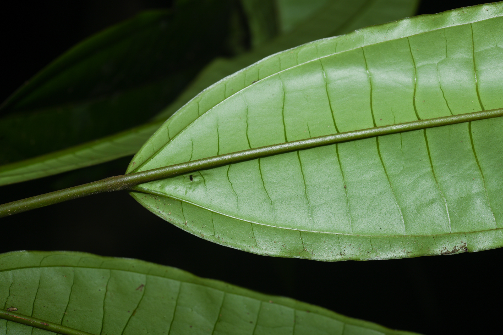 Miconia cacatin (Aubl.) S.S.Renner - Photo Bivouac Naturaliste