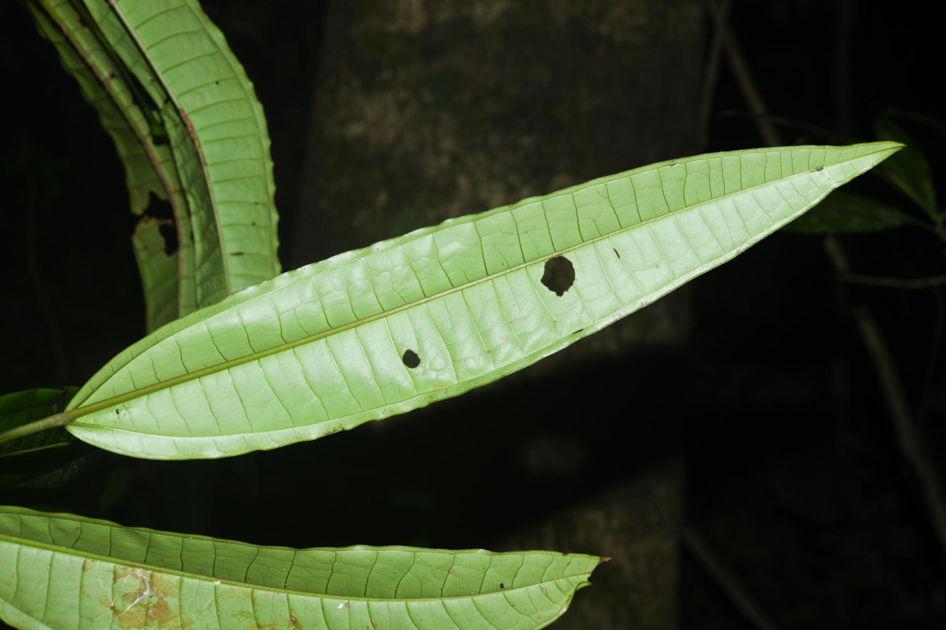 Miconia cacatin (Aubl.) S.S.Renner - Photo Bivouac Naturaliste