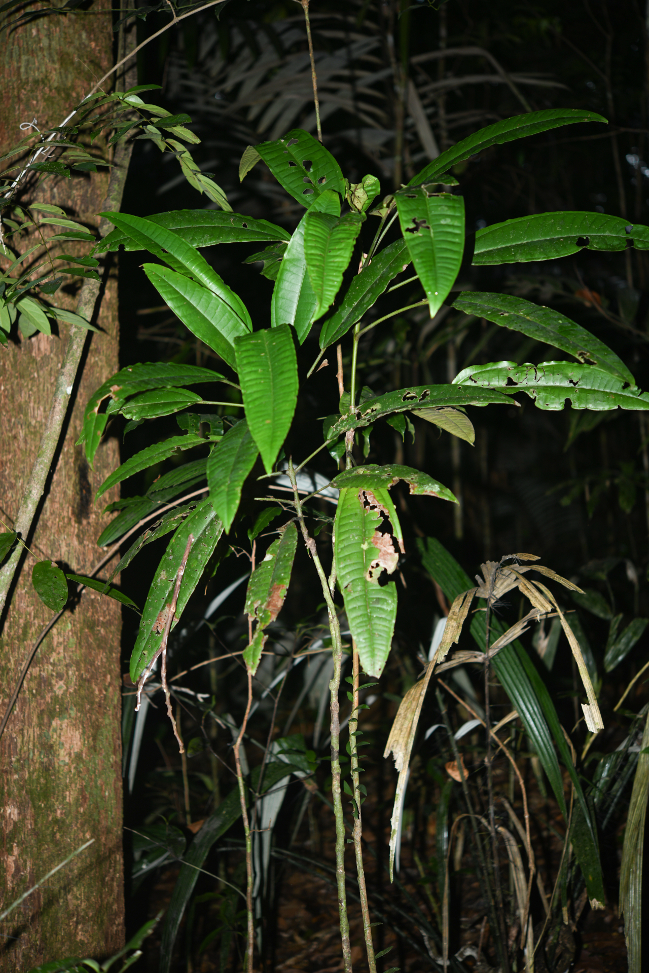 Miconia cacatin (Aubl.) S.S.Renner - Photo Bivouac Naturaliste
