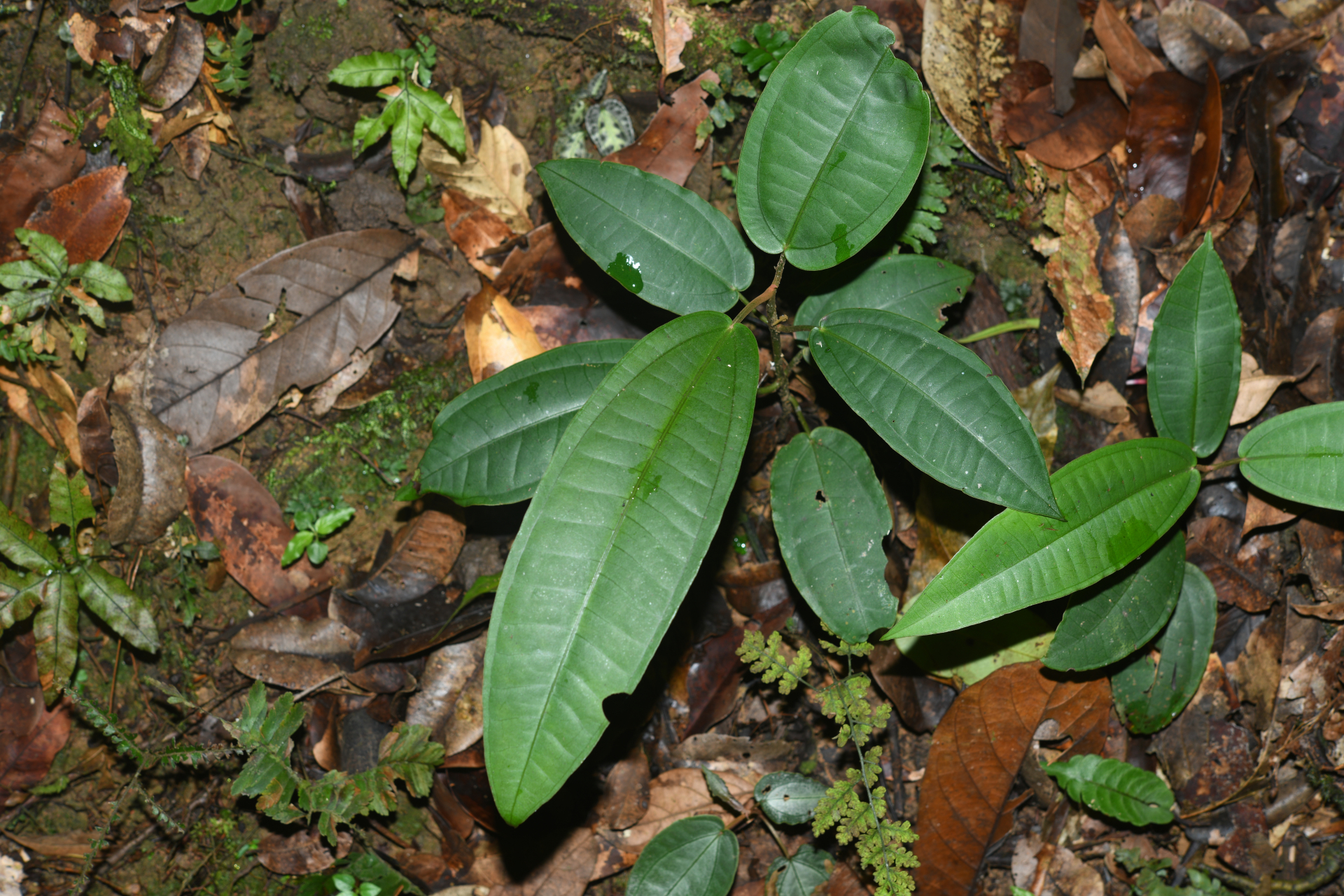 Miconia cacatin (Aubl.) S.S.Renner - Photo Bivouac Naturaliste