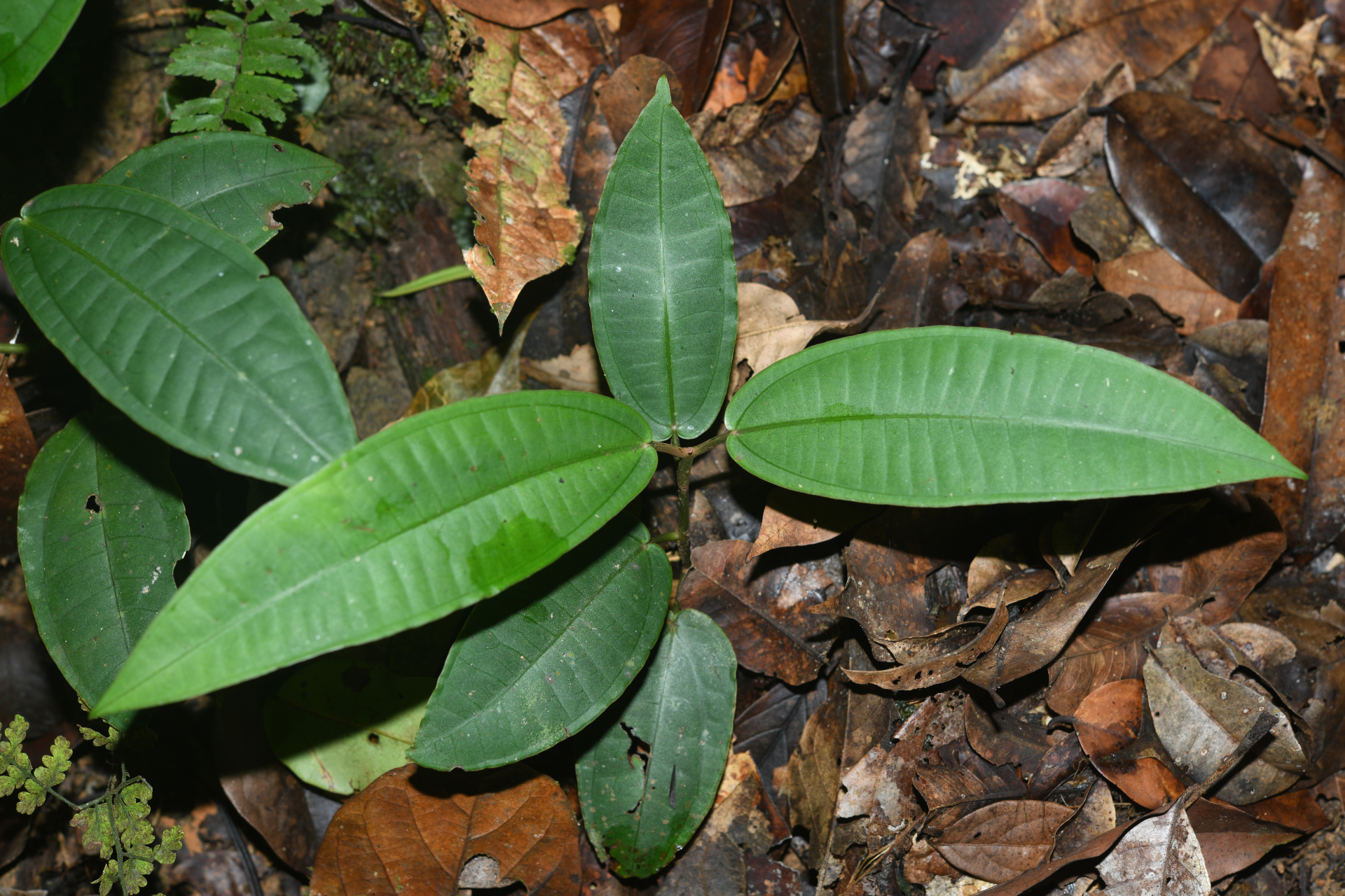 Miconia cacatin (Aubl.) S.S.Renner - Photo Bivouac Naturaliste